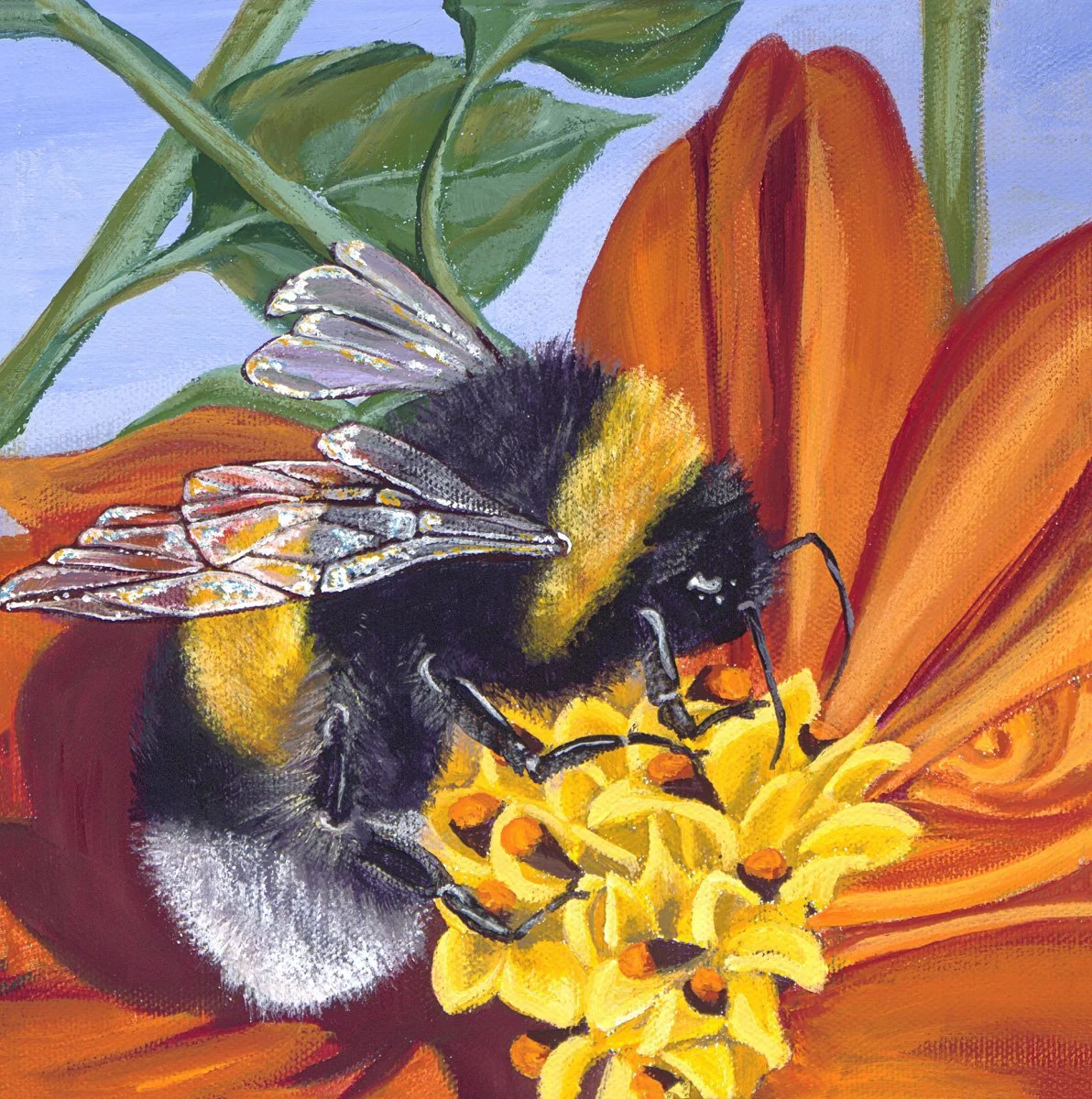 Mexican Sunflower 8x8 inch SOLD