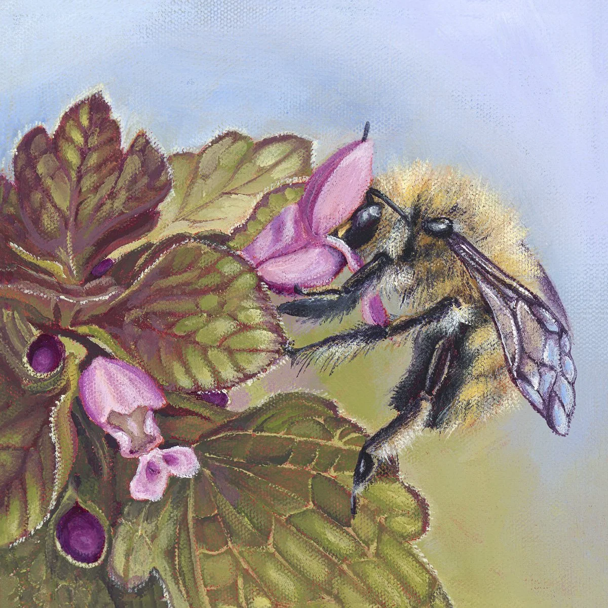 Red Dead Nettle 8x8 inch