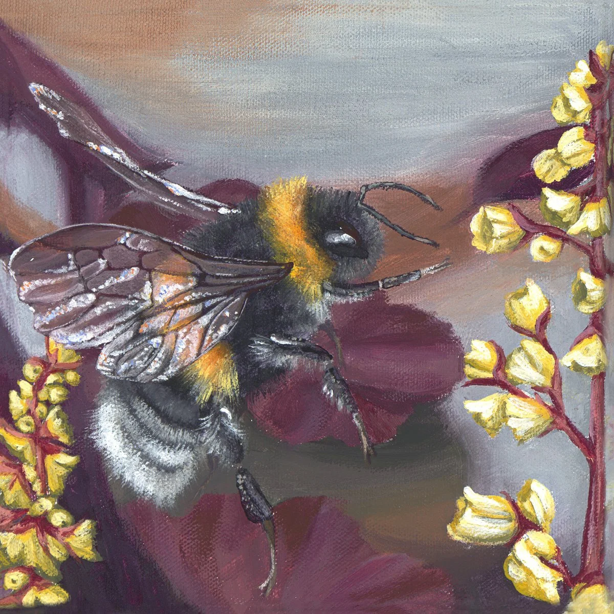 Blondie Heuchera 8x8 inch