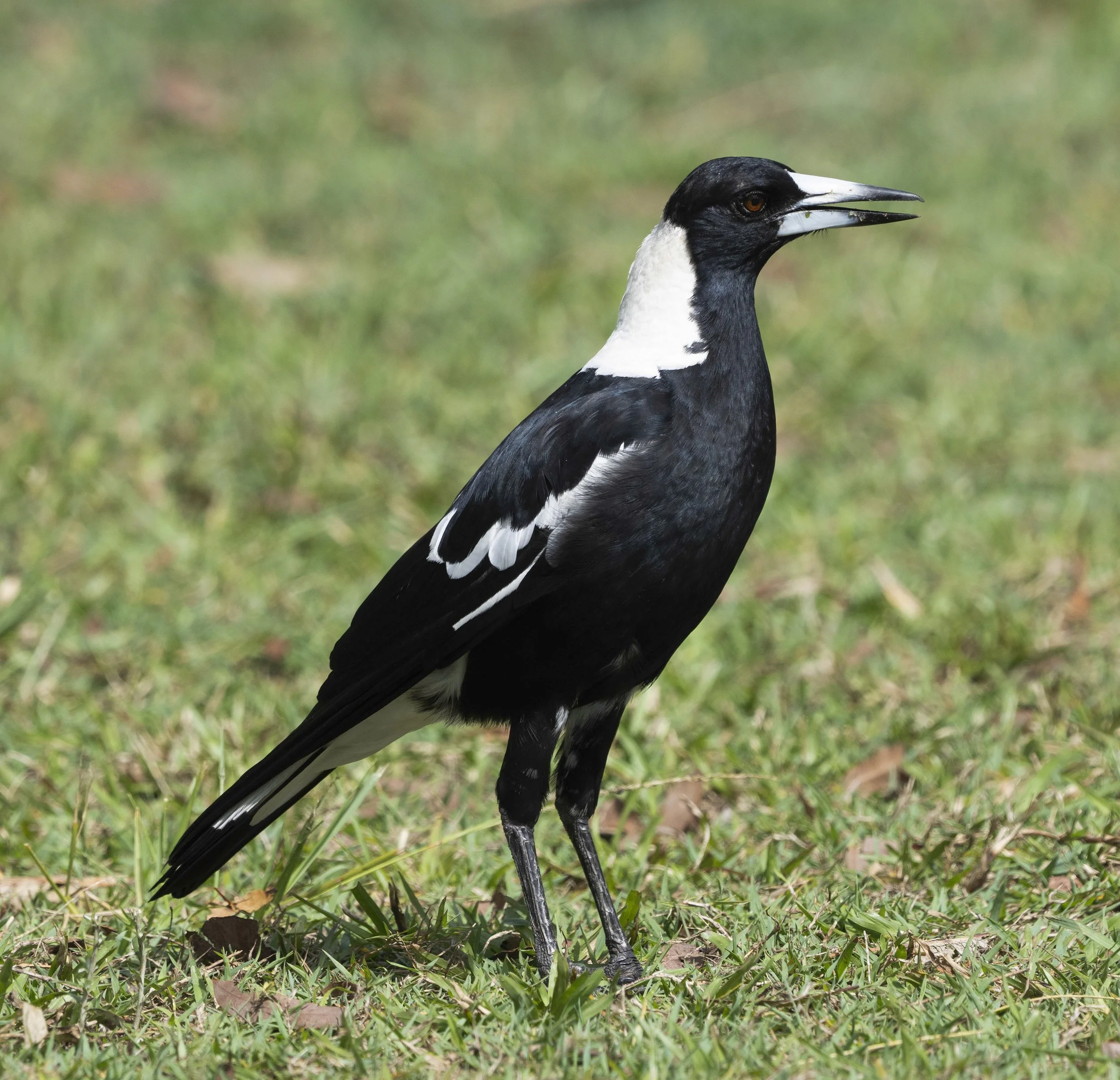 Australian Magpie
