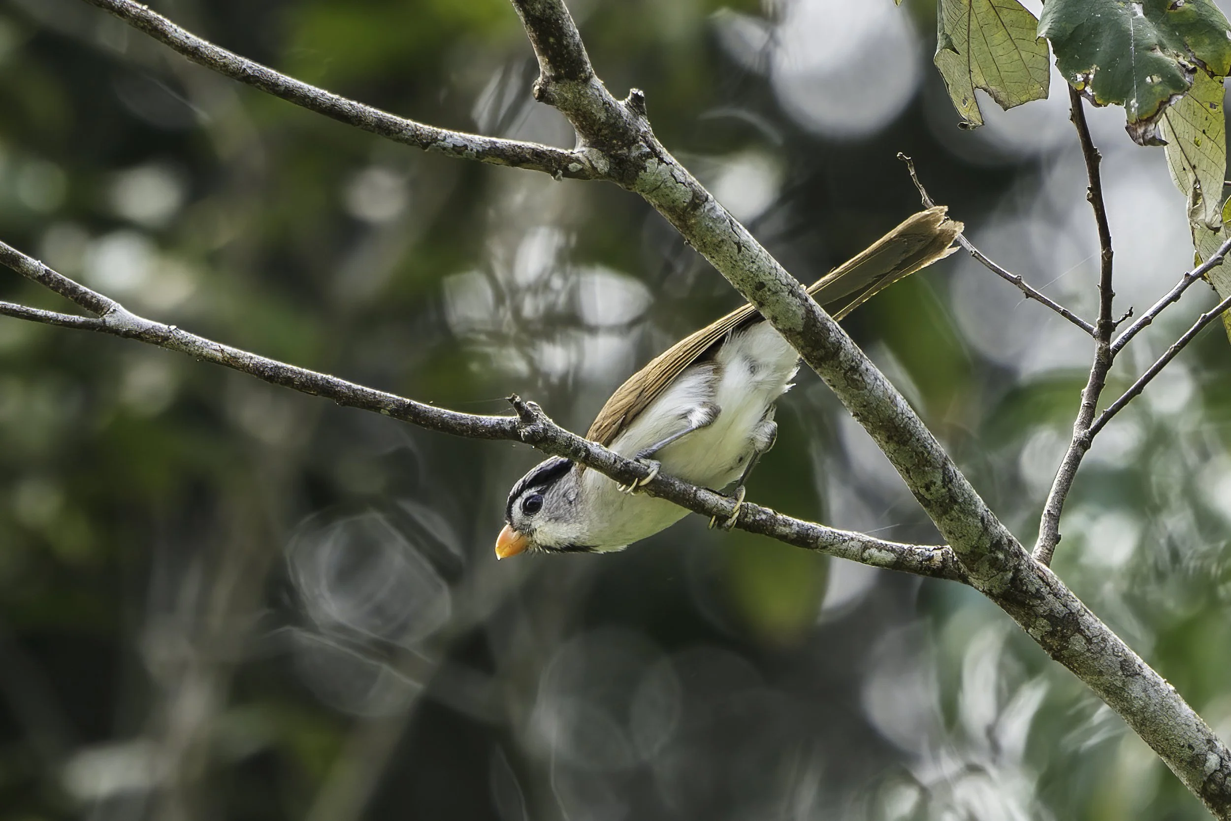 Grey Headed Parrotbill