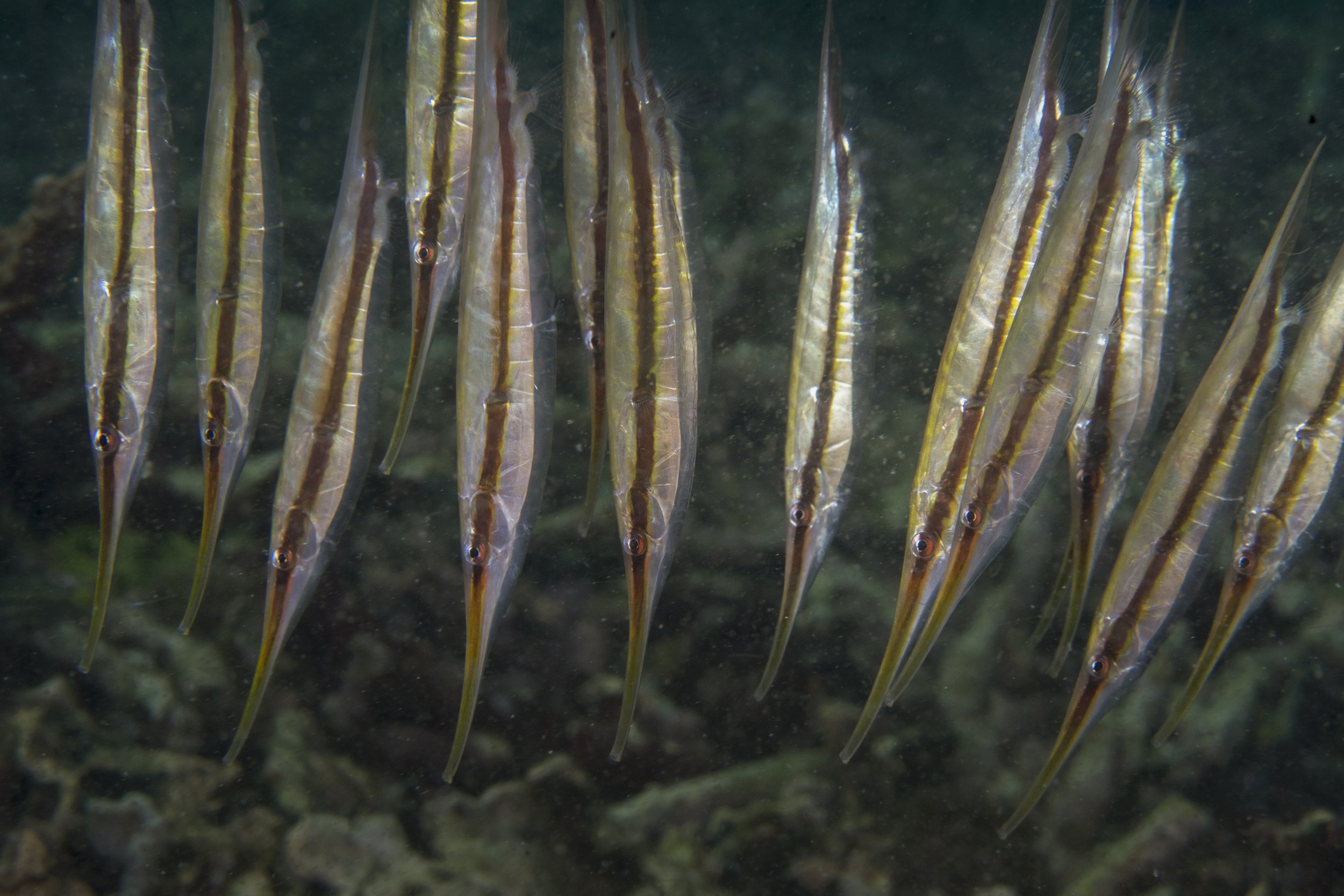 Komodo_DSC09490.jpg