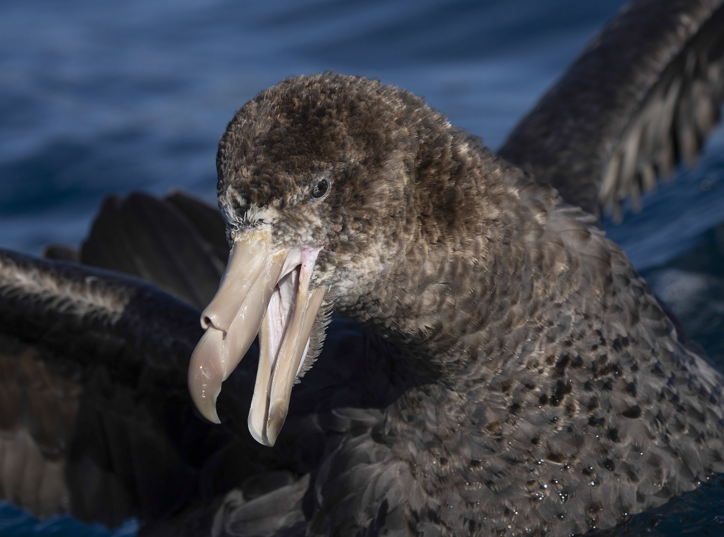 Northern Giant Petrel