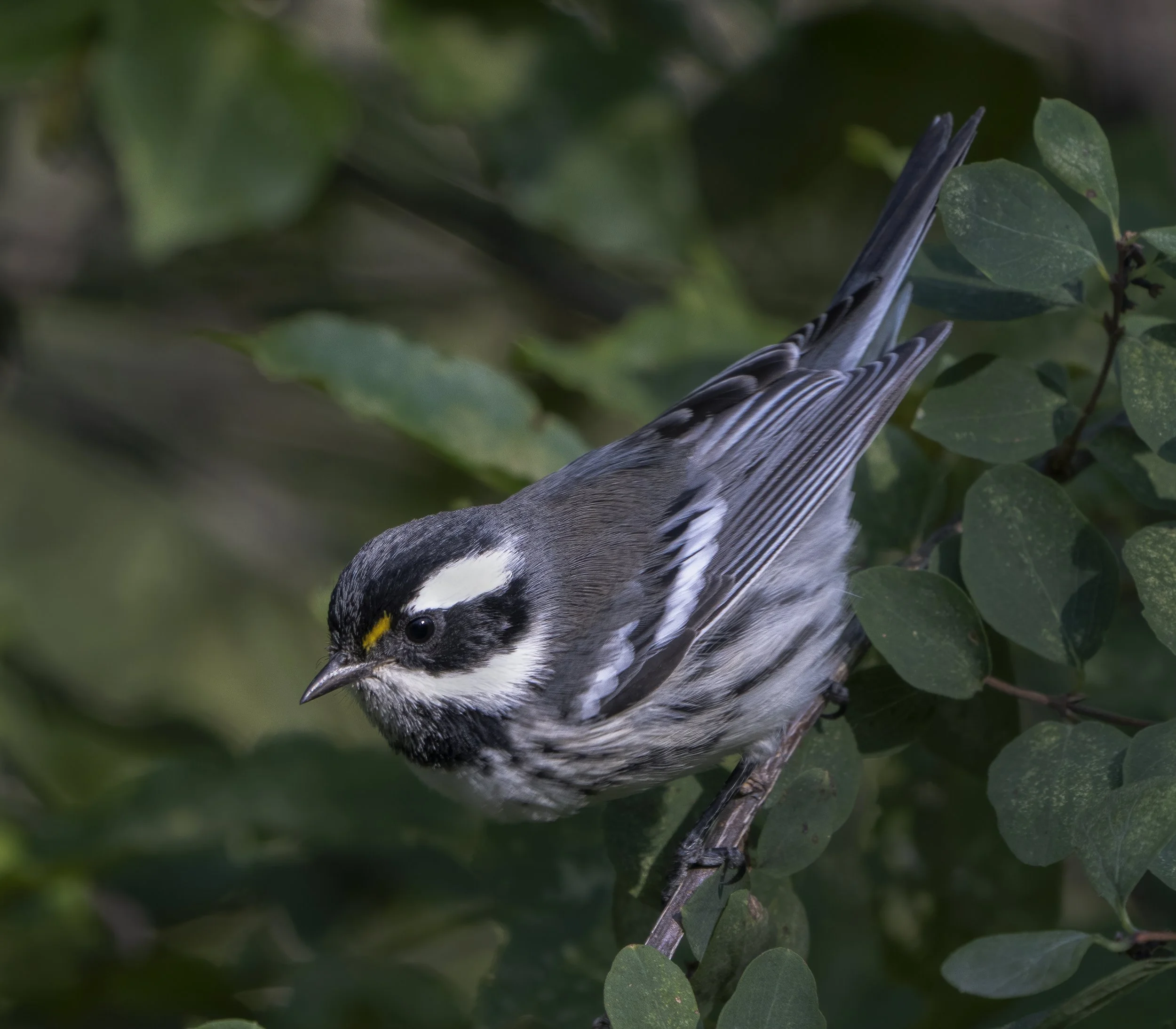 Black Throated Grey Warbler