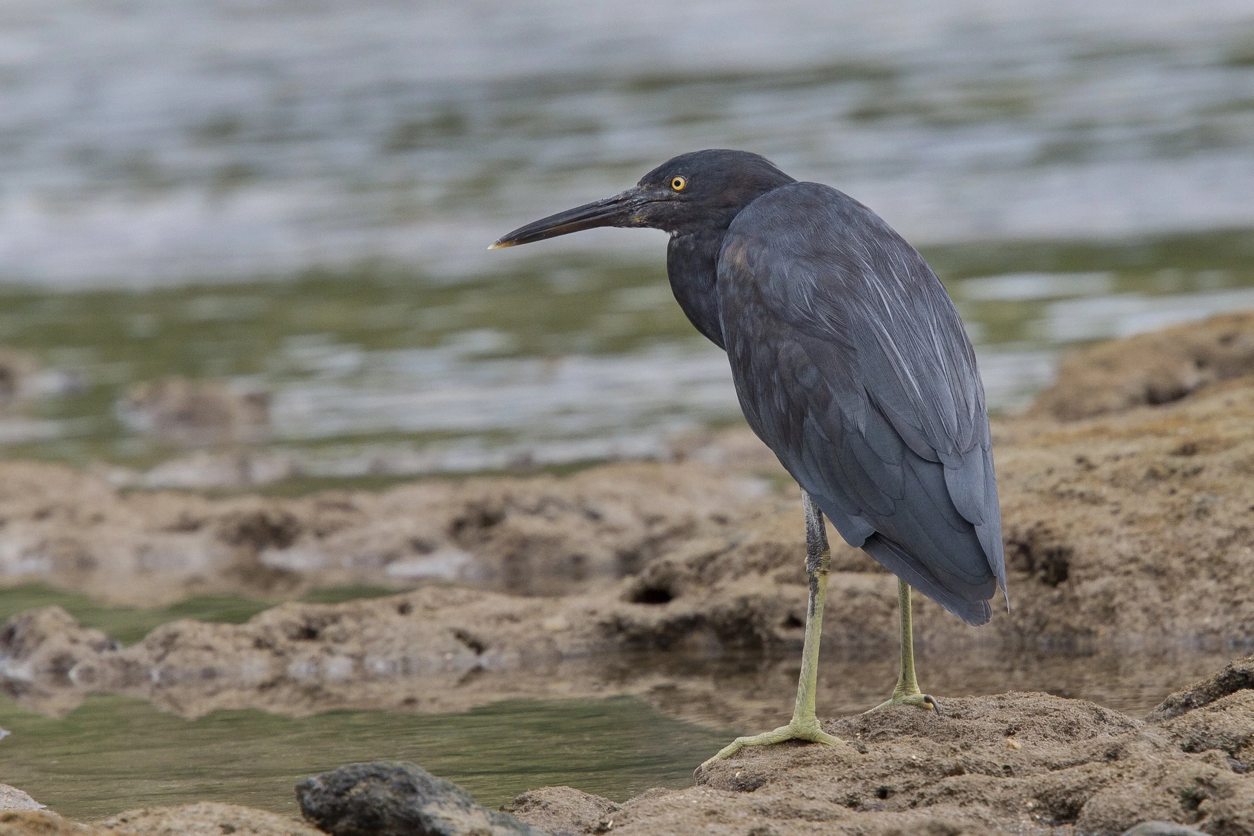 Pacific Reef Heron