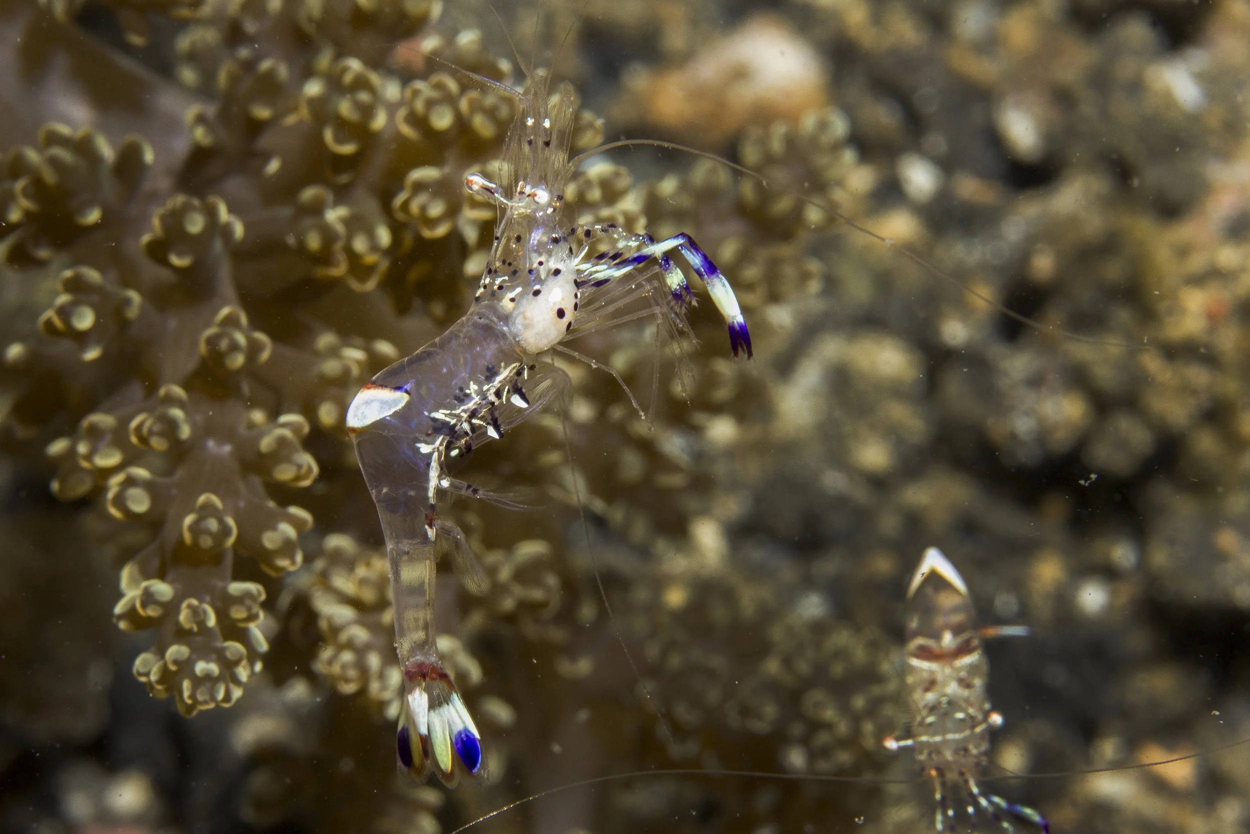 Lembeh_IMG_0166.jpg
