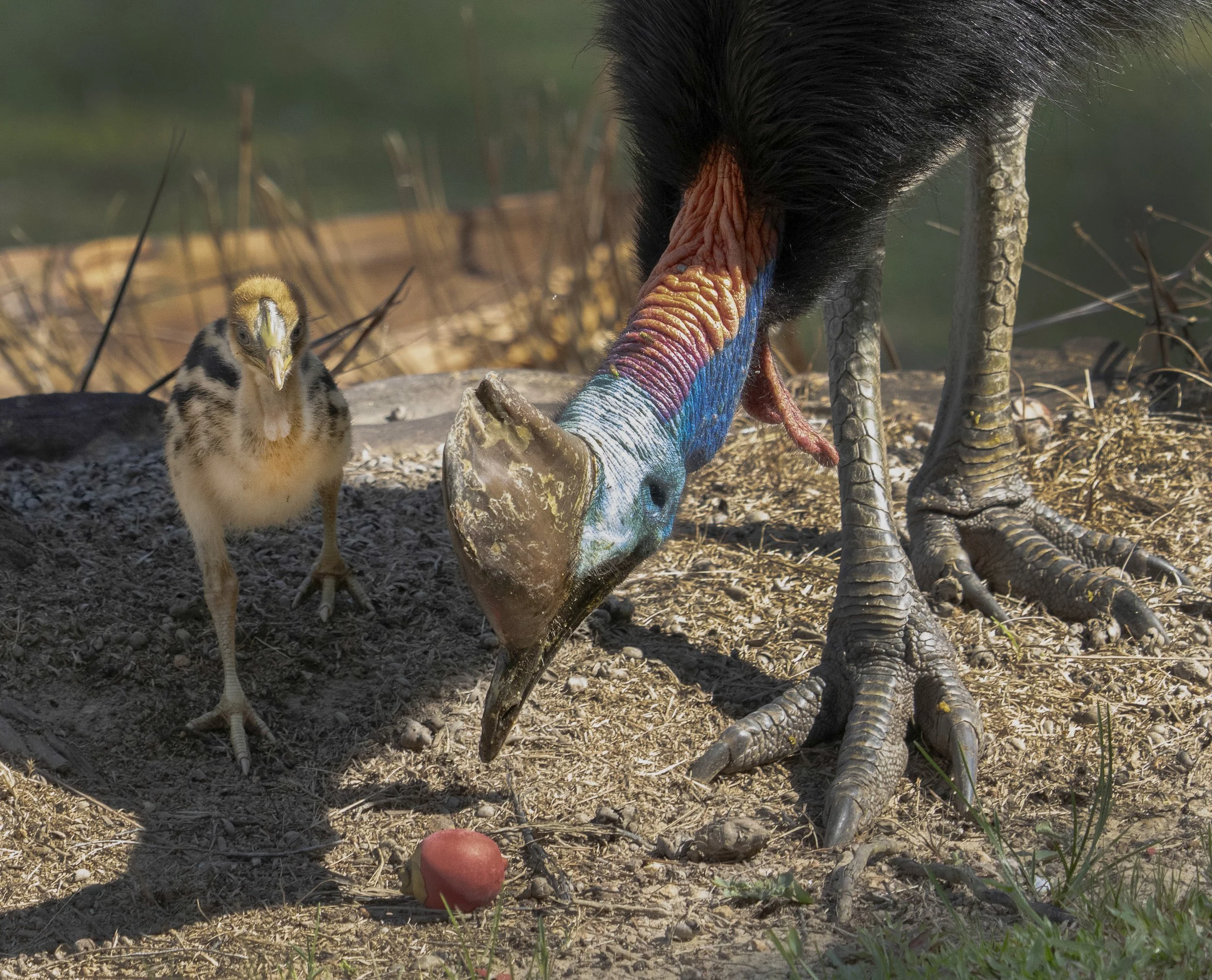 Southern Cassowary