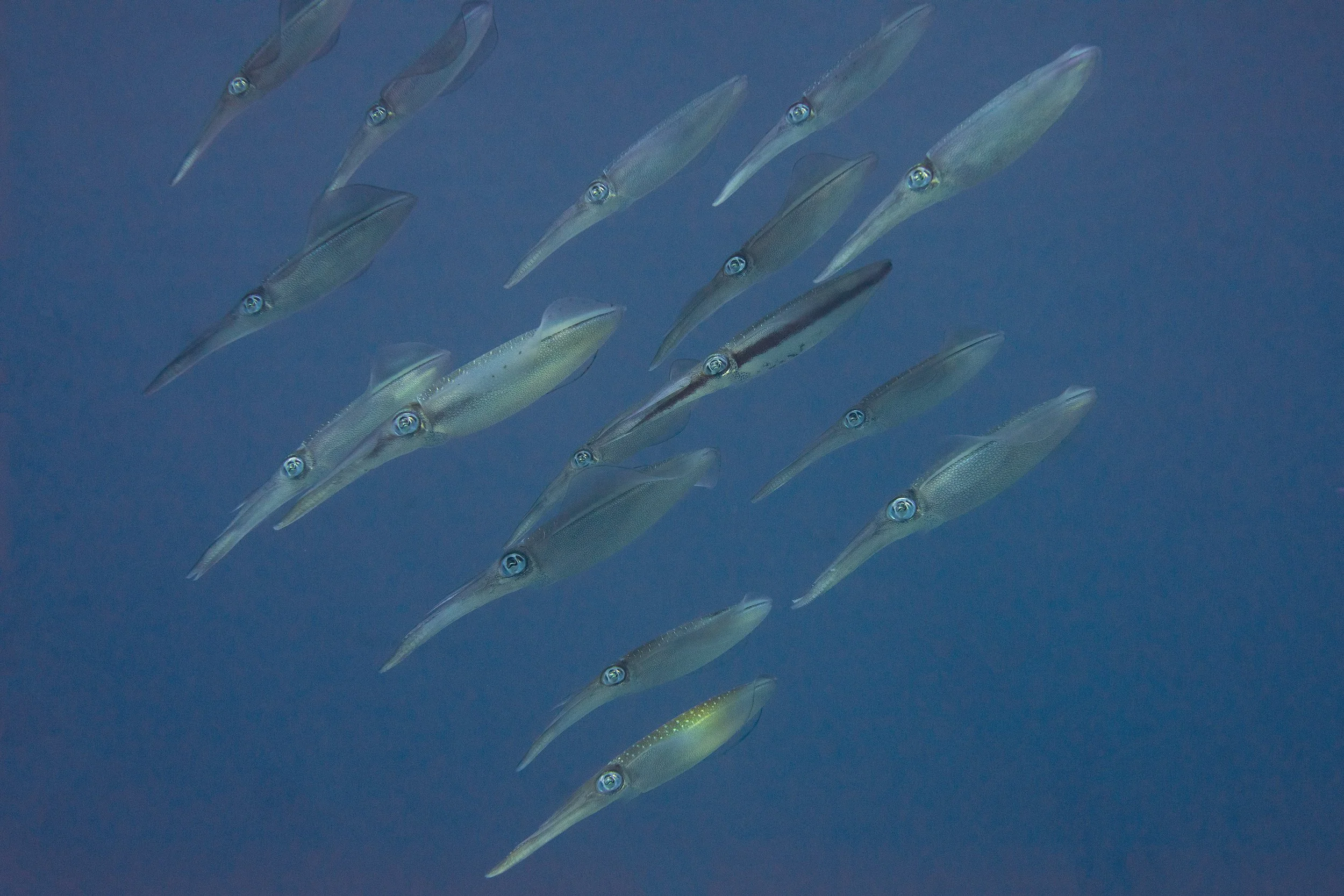 Komodo_DSC07388 copy.jpg