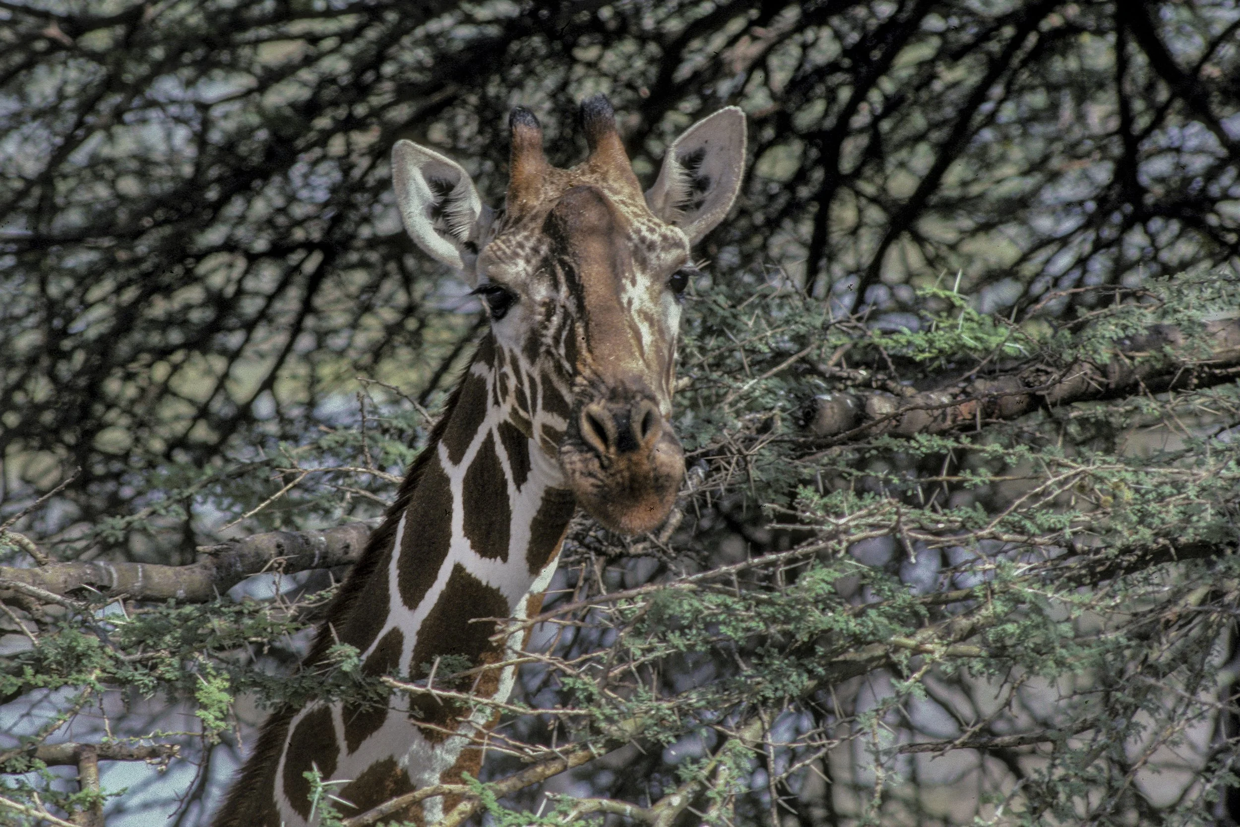 Giraffe