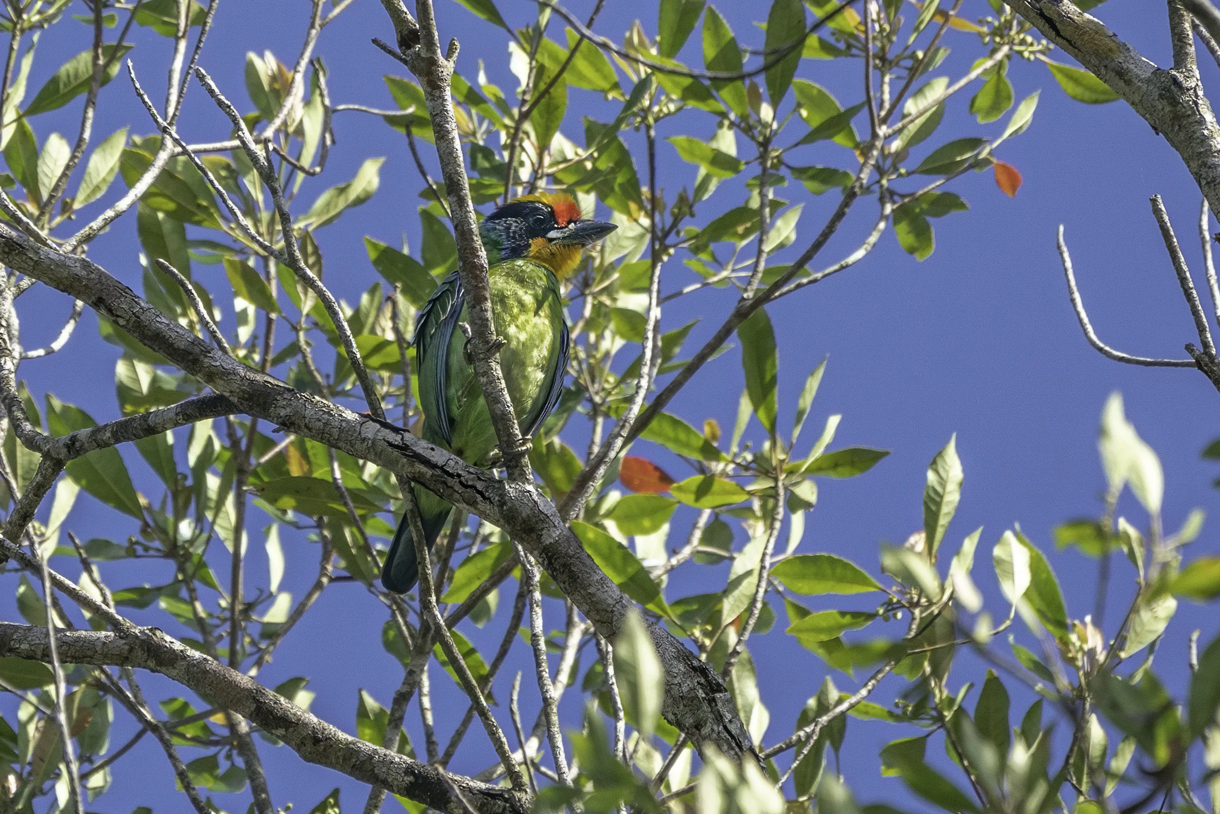Golden Throated Barbet