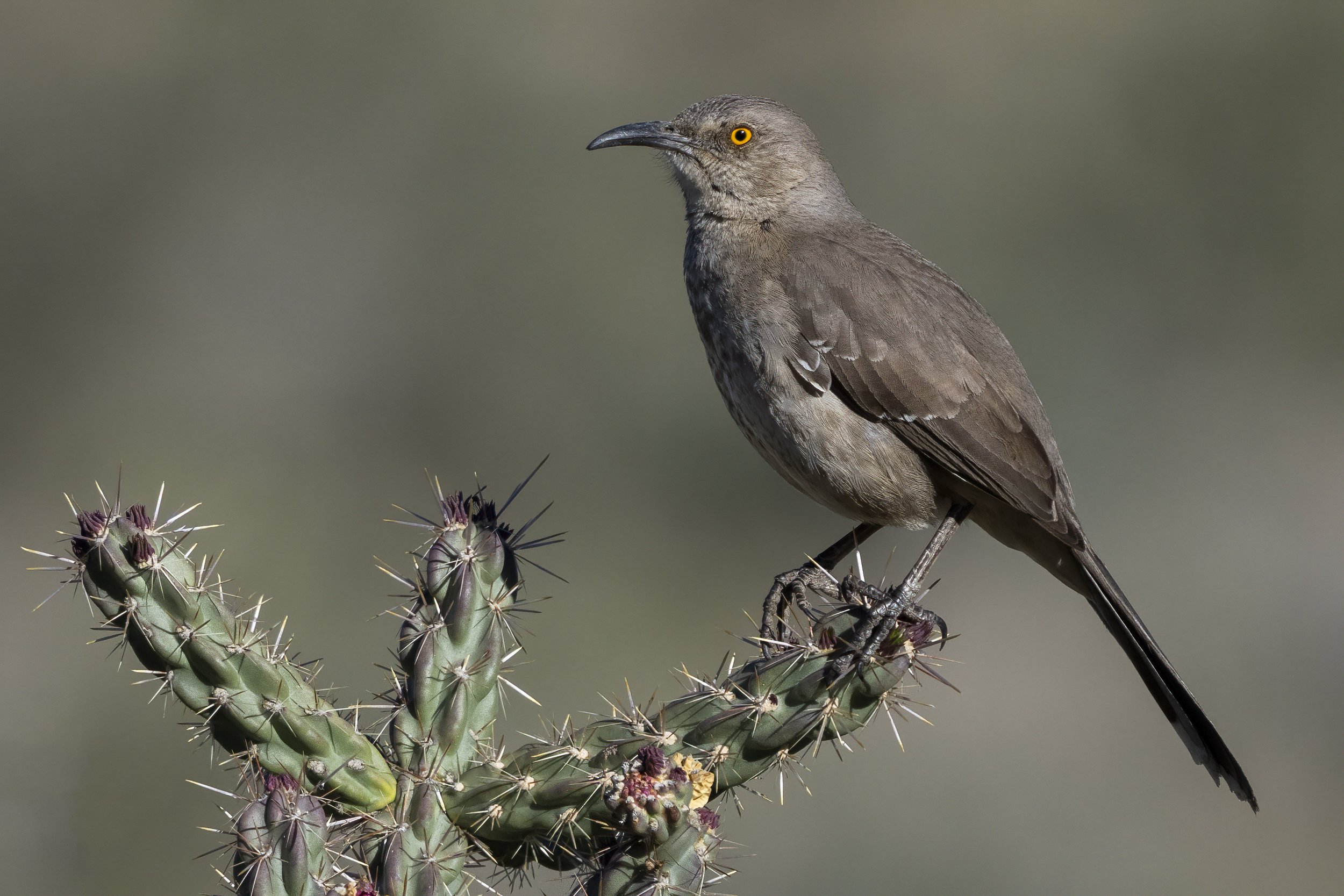 Curve Billed Thrasher