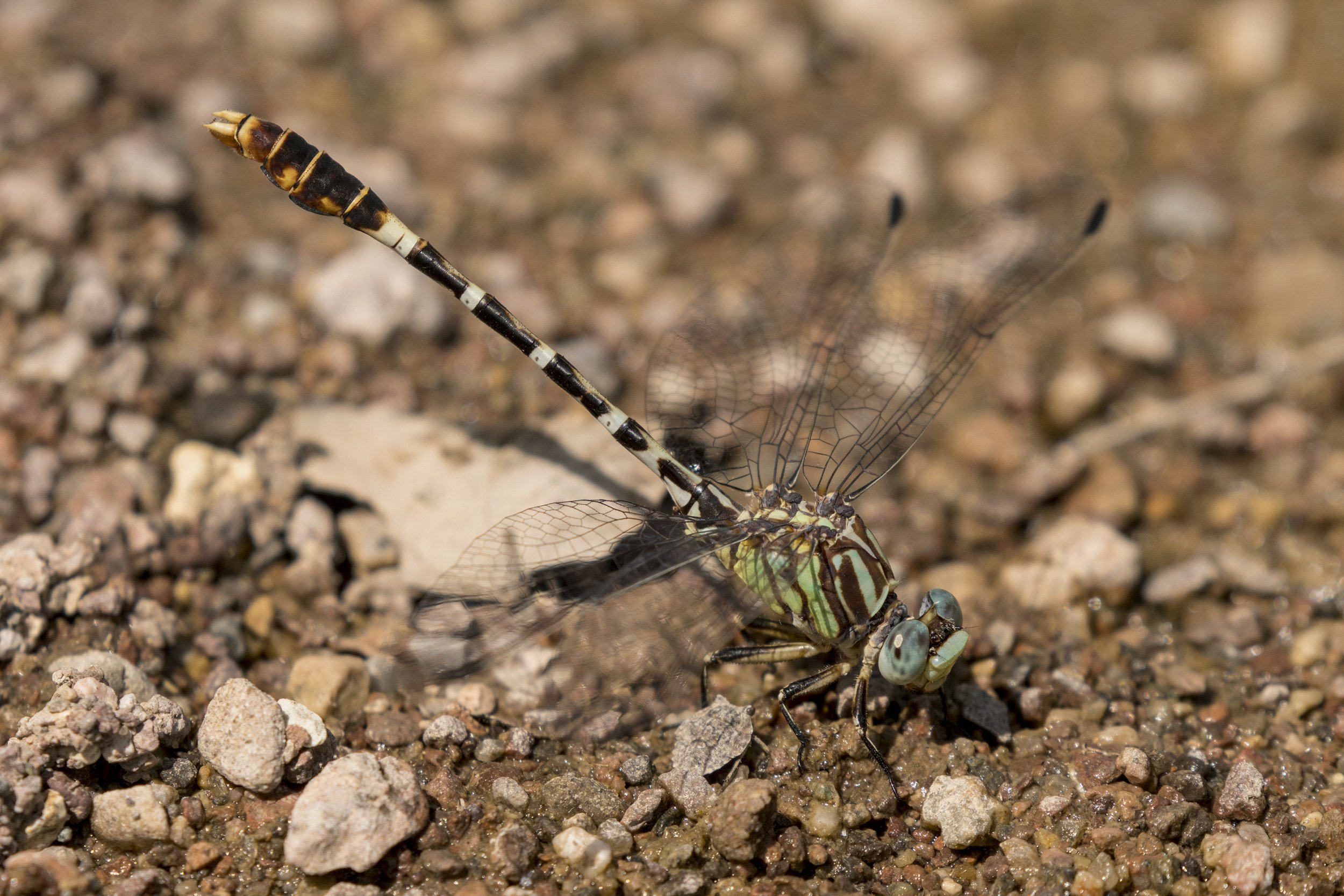 Serpent Ringtail (Erpetogomphus lampropeltis)_DSC04814.jpg
