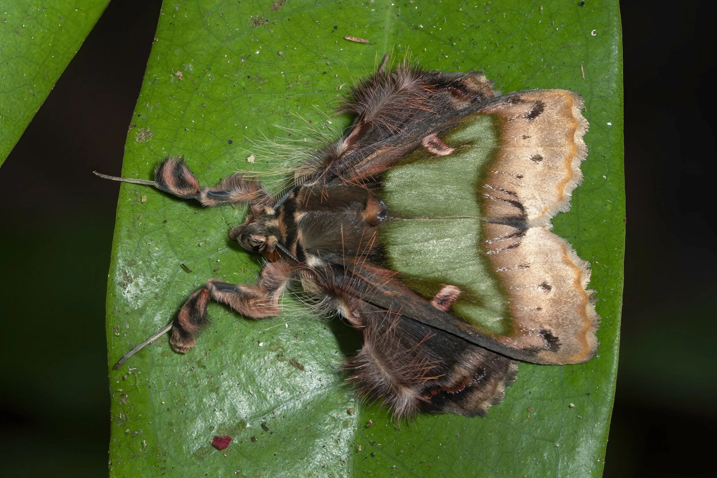 Emeraldine (Ceroctena amynta)