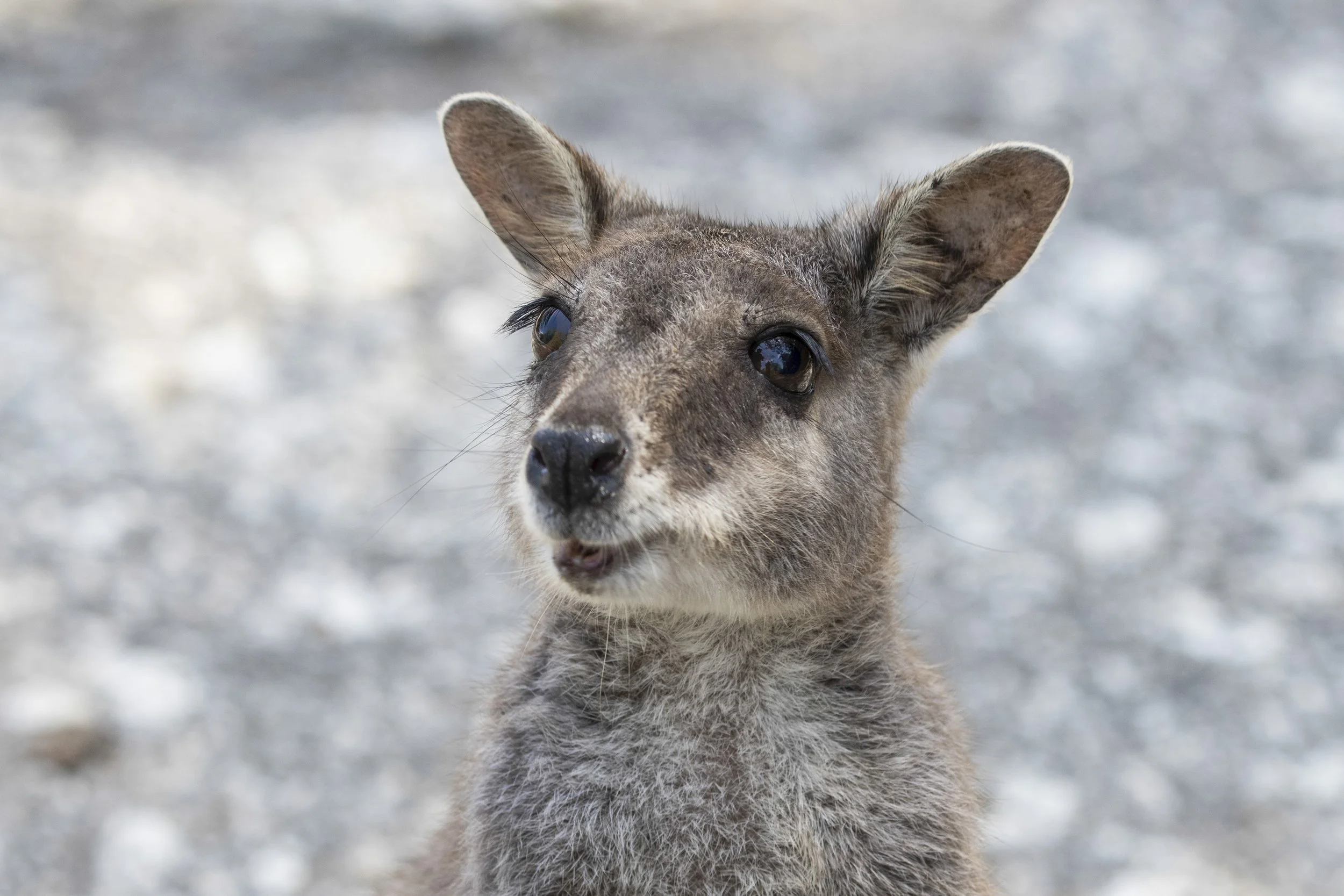 Mareeba Rock-Wallaby