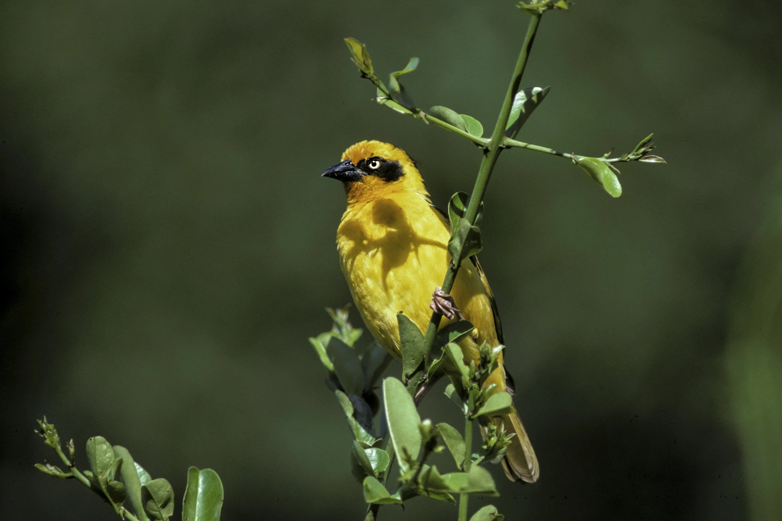 Baglafecht Weaver