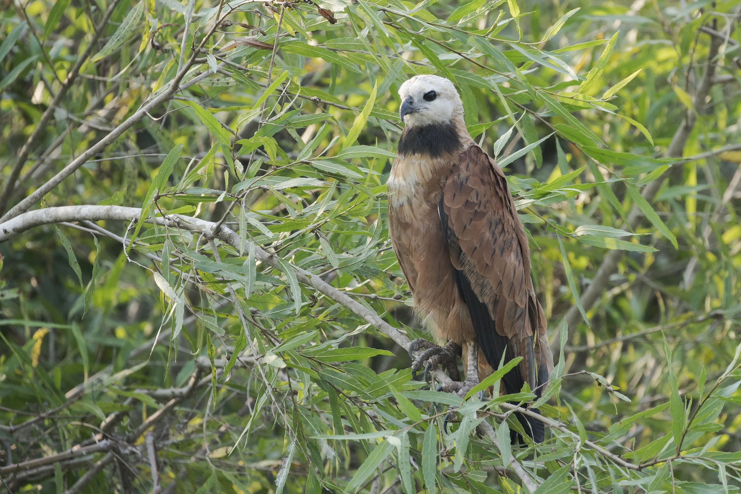 Black Collared Hawk