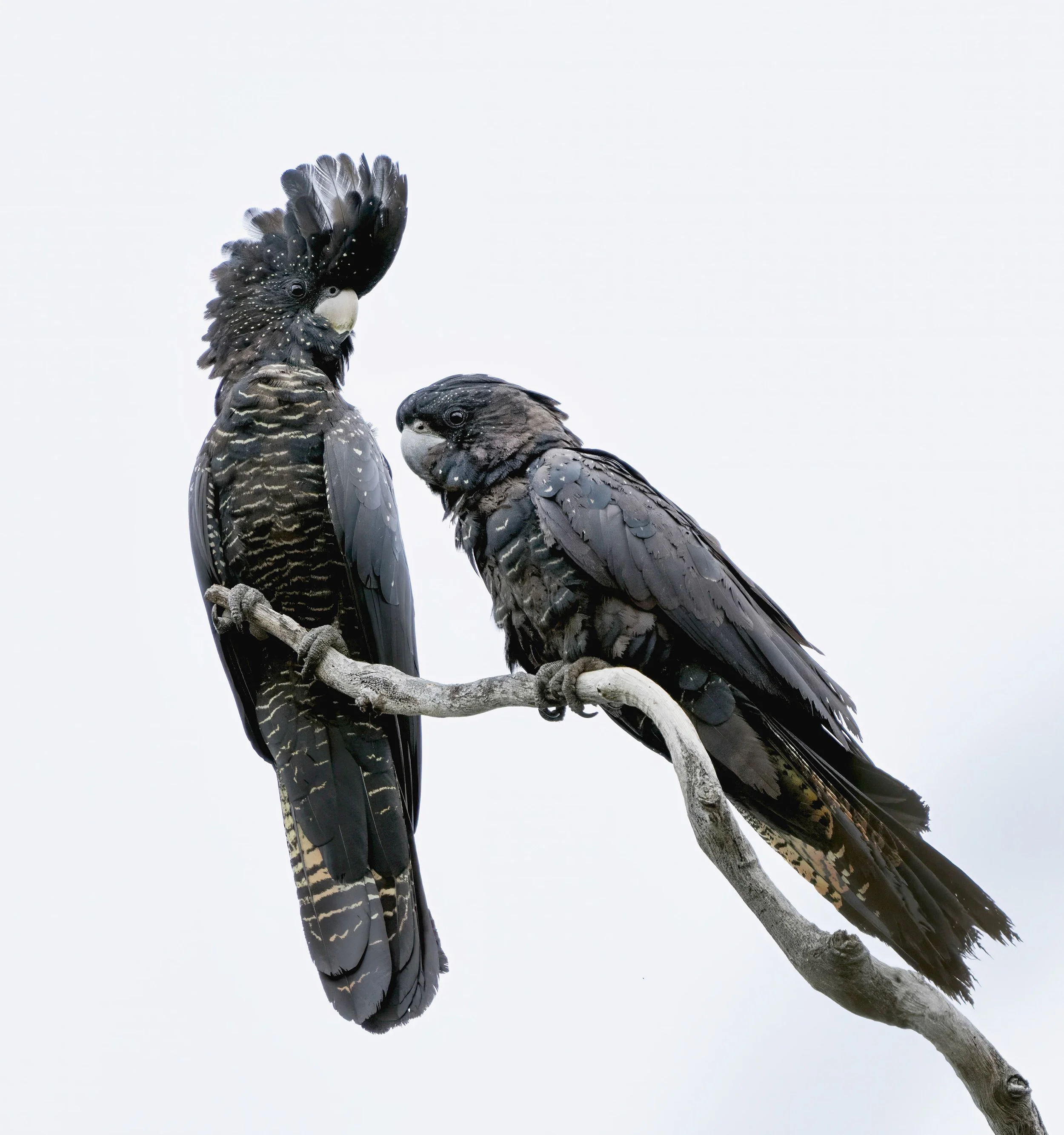 Red Tailed Black Cockatoo