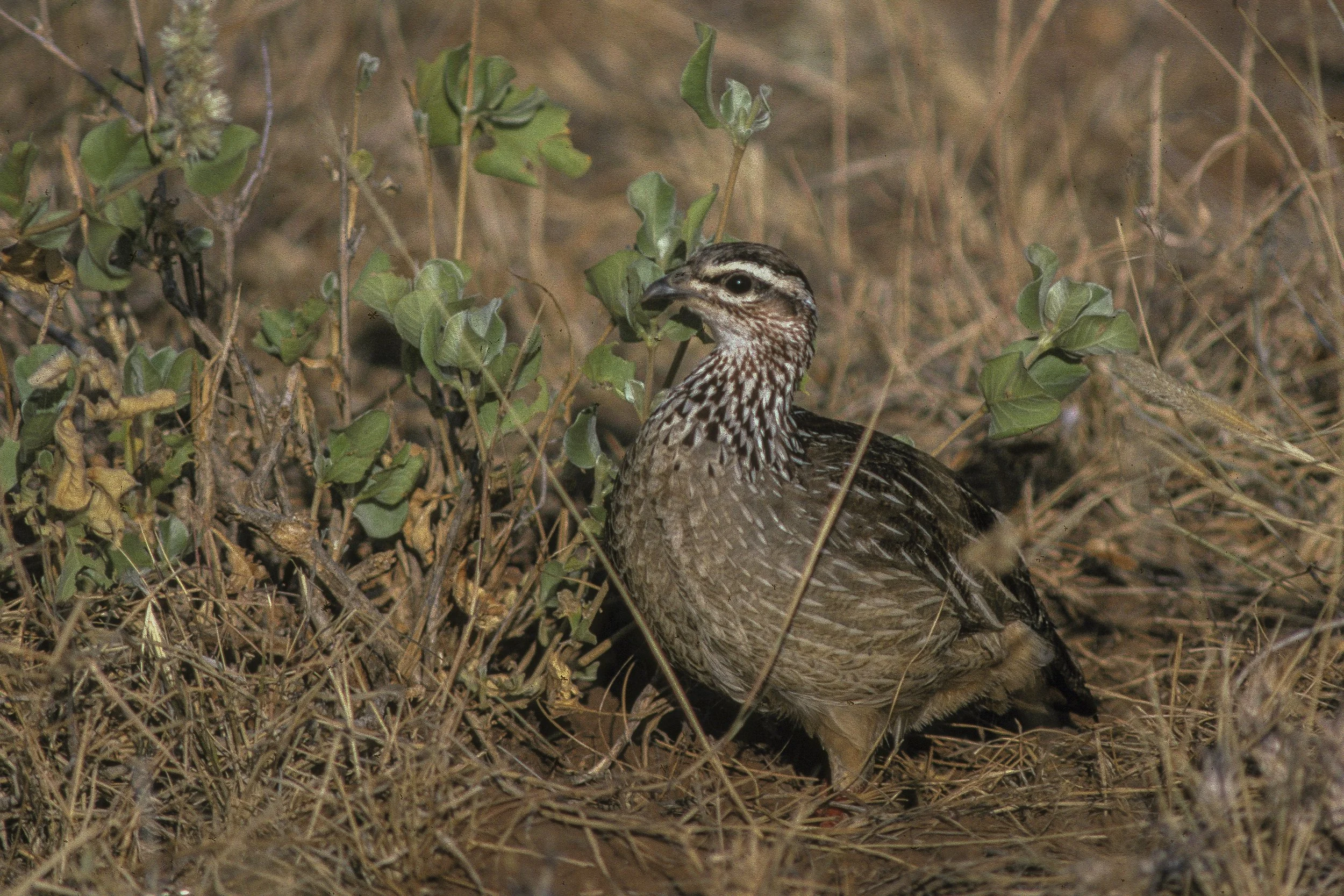 Crested Francolin