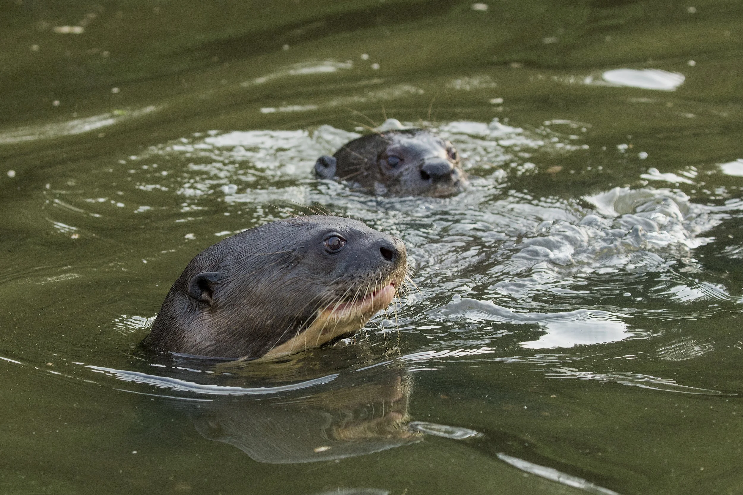 Giant River Otter, Brazil