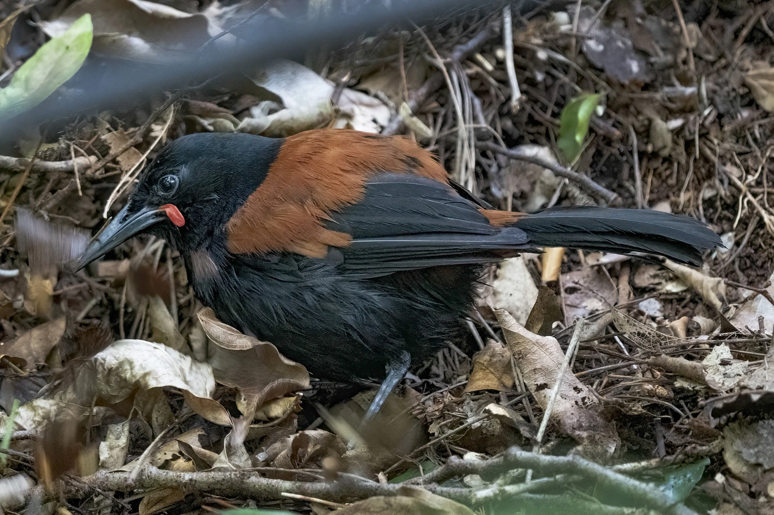 South Island Saddleback