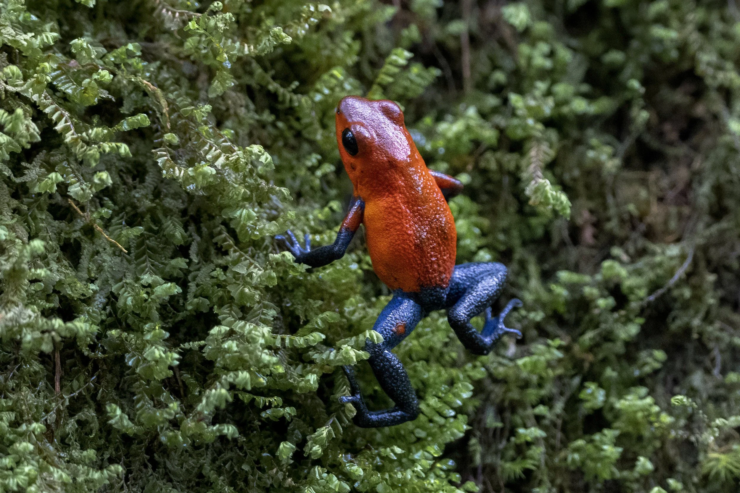 Blue Jeans Poison Dart Frog
