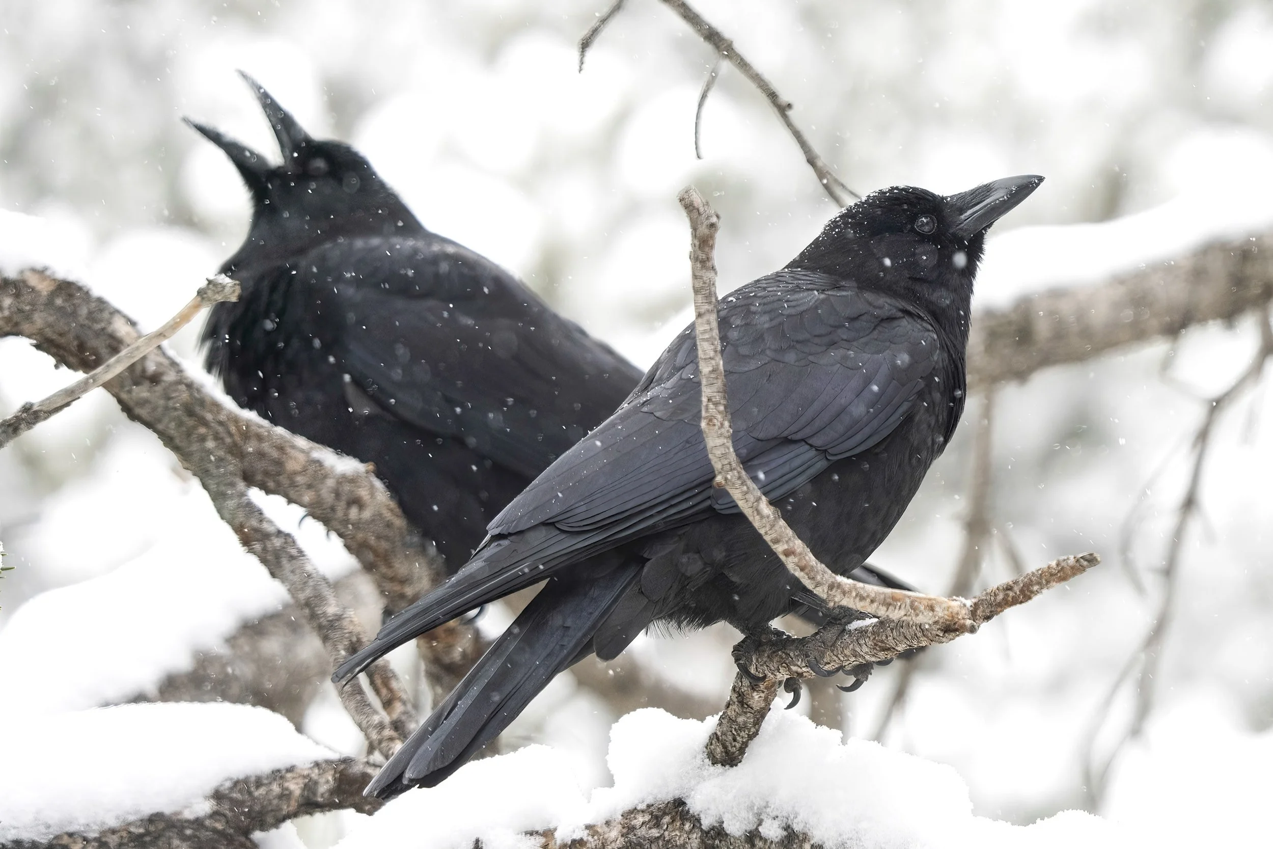 American Crow