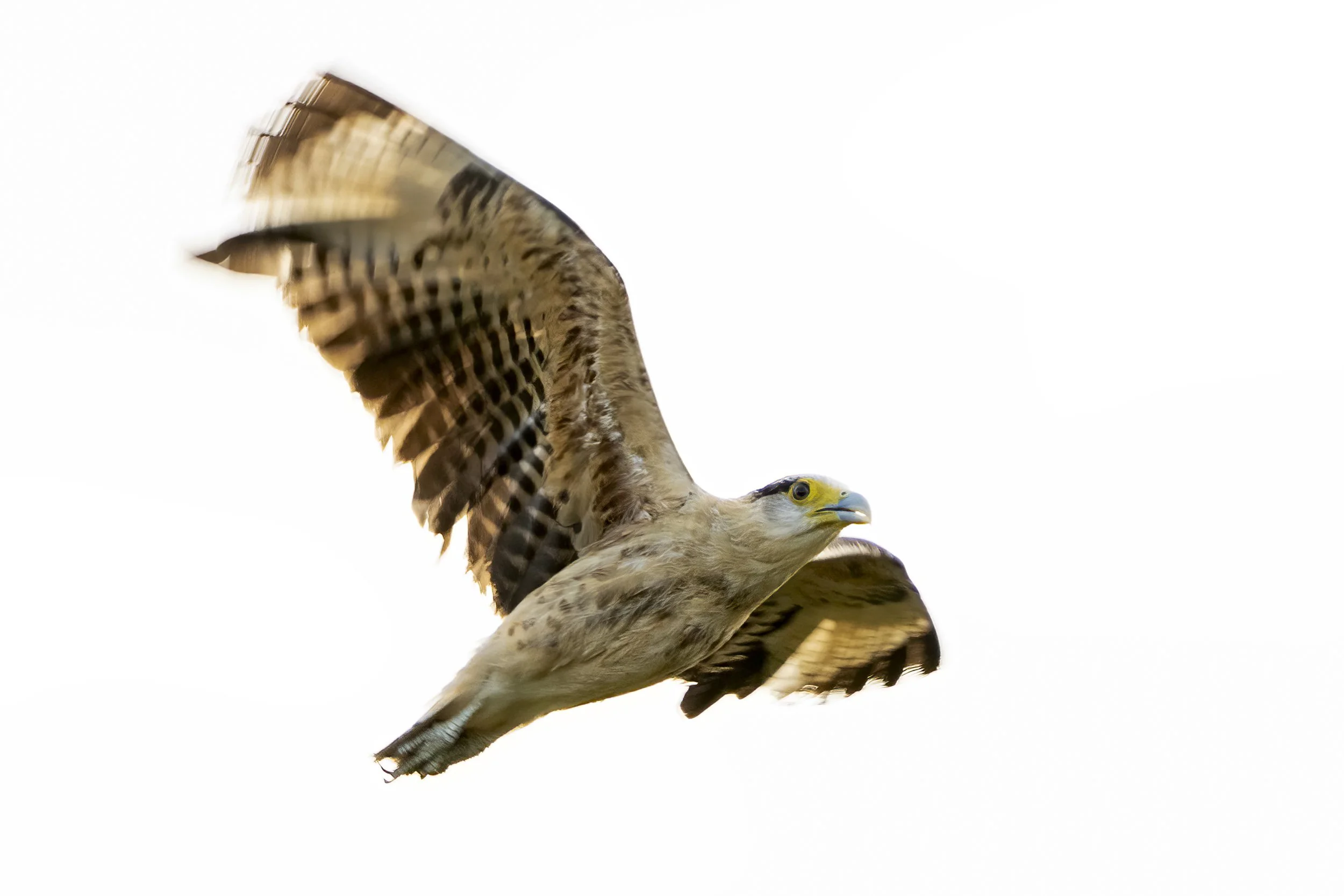 Yellow Headed Caracara