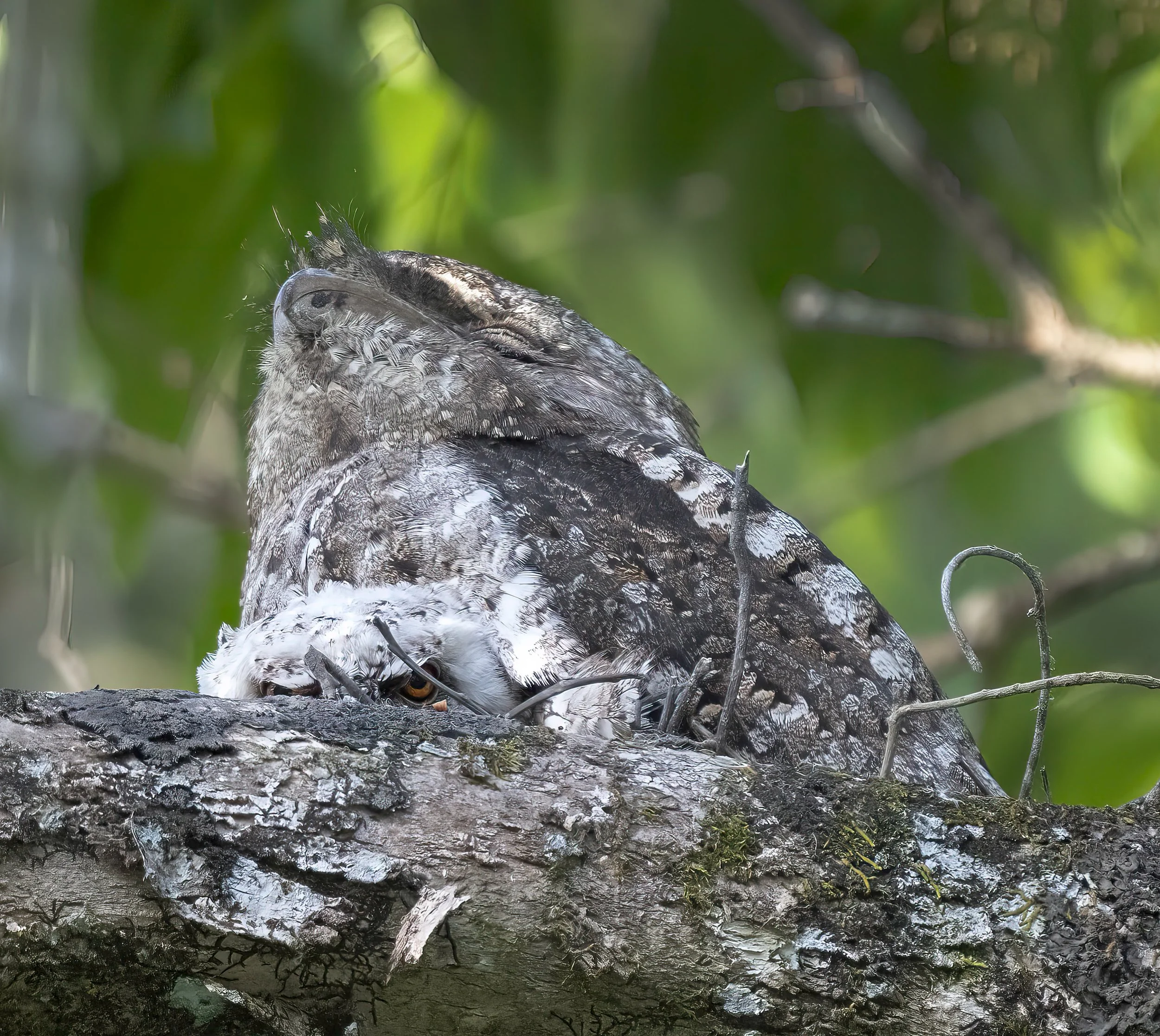 Papuan Frogmouth