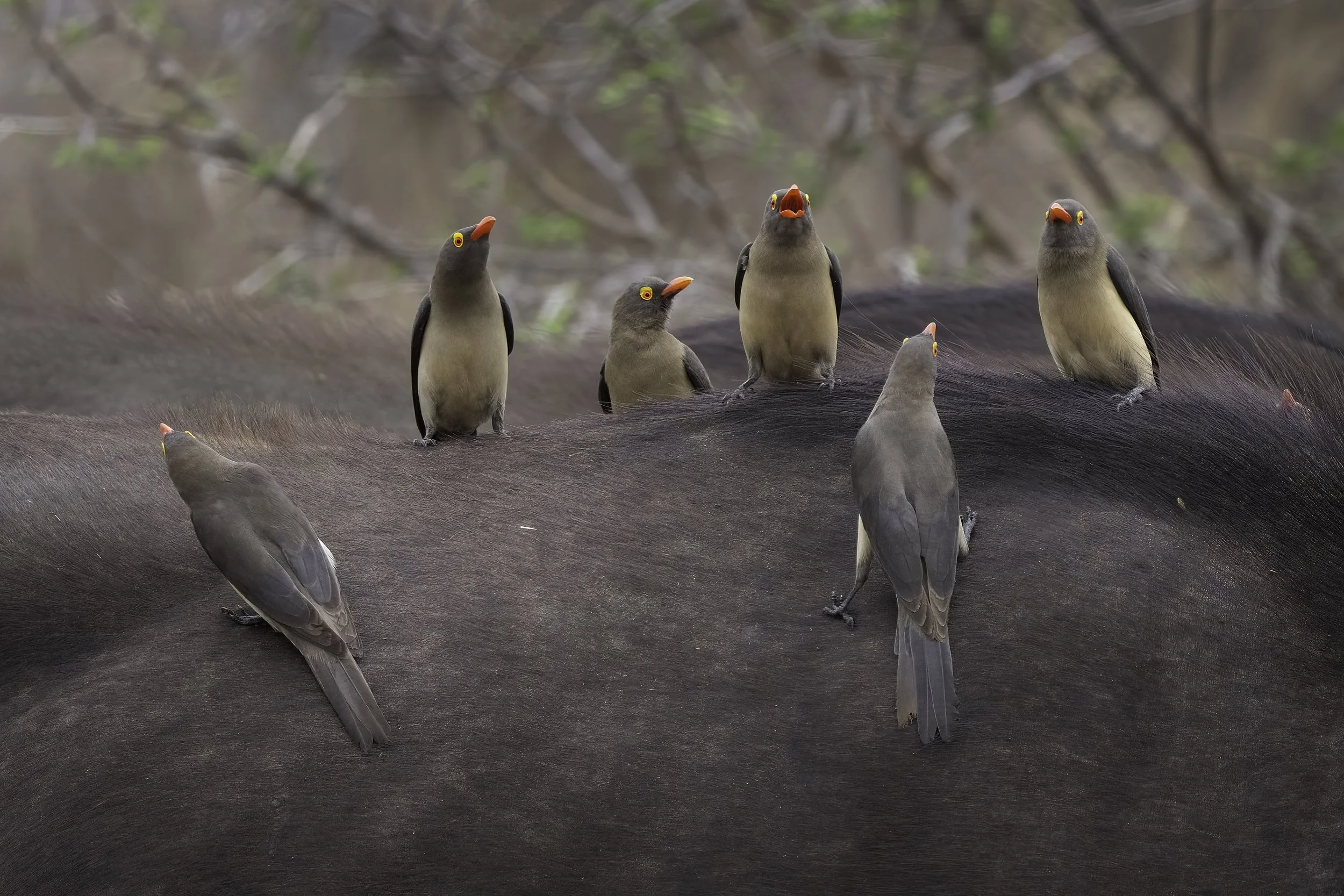  Red Billed Oxpecker