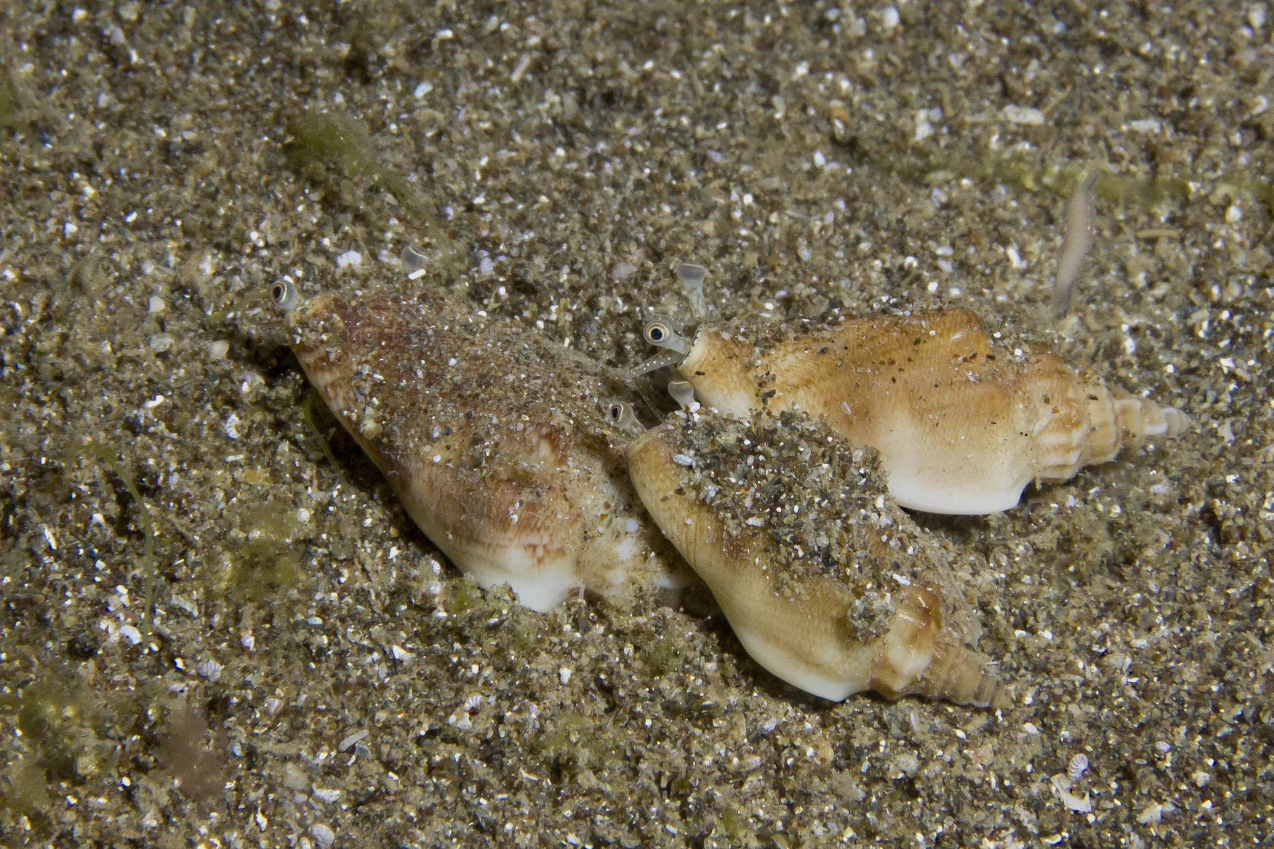Halmahera_IMG_2573.jpg