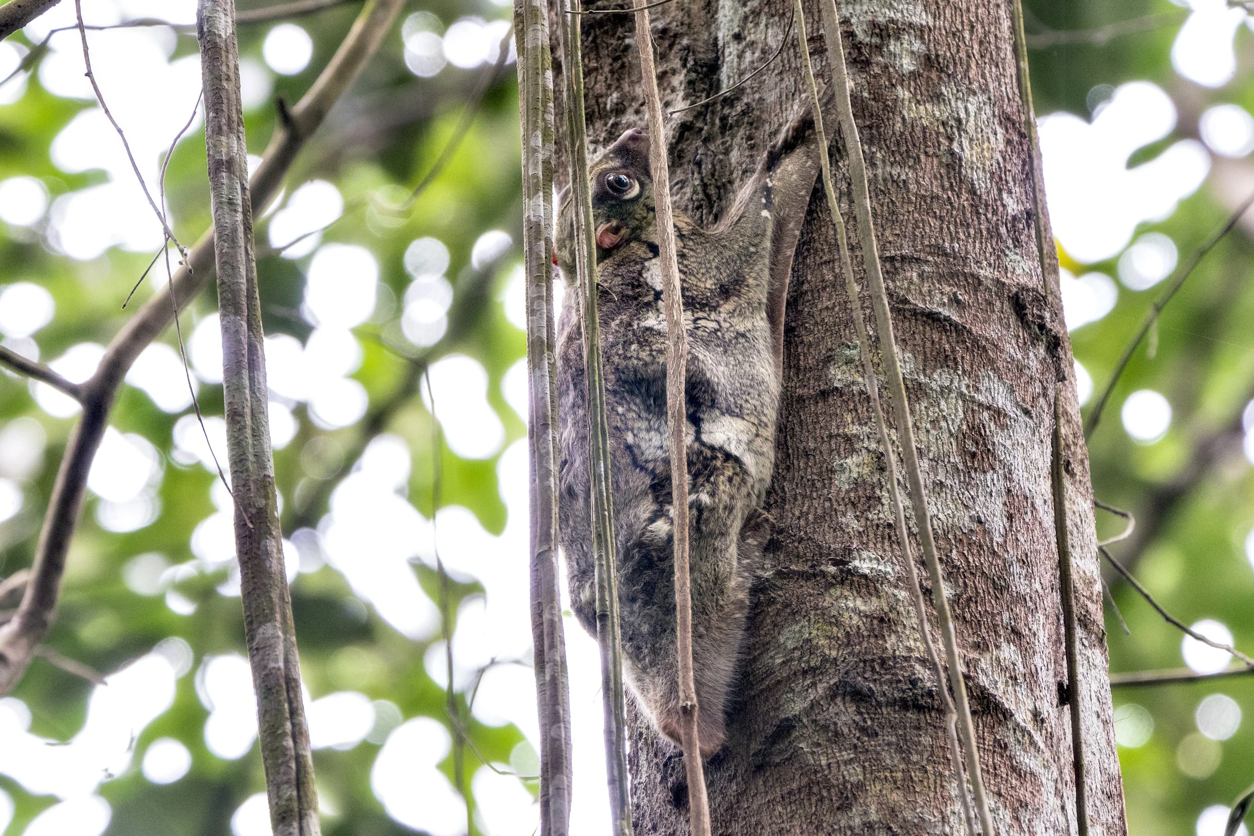 Colugo, Singapore