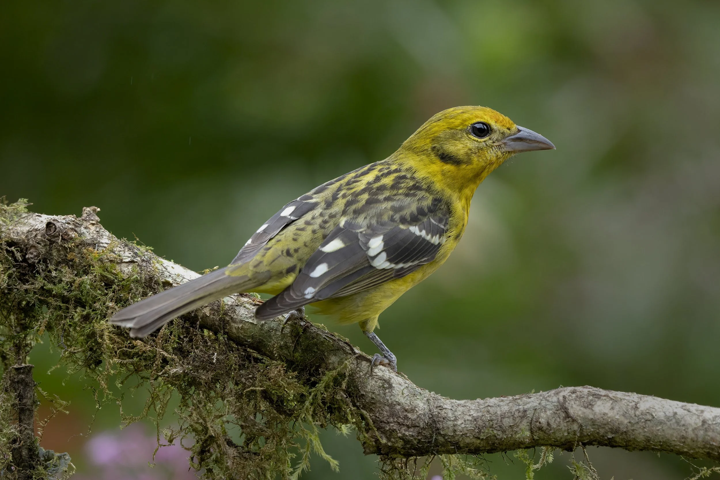 Flame-colored Tanager
