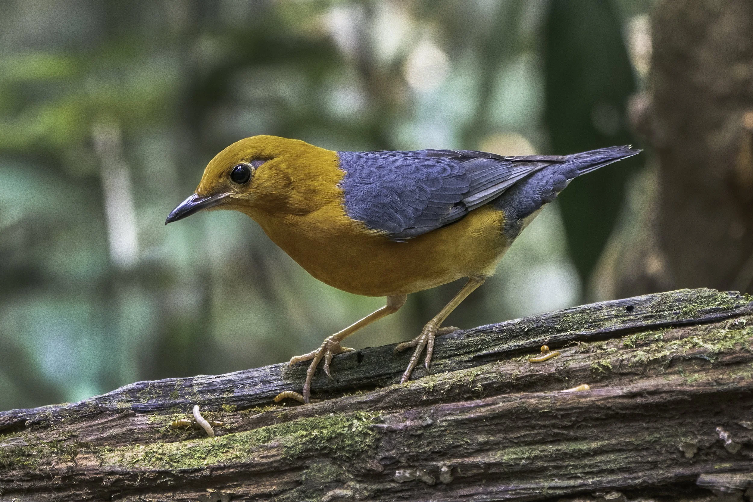 Orange Headed Thrush