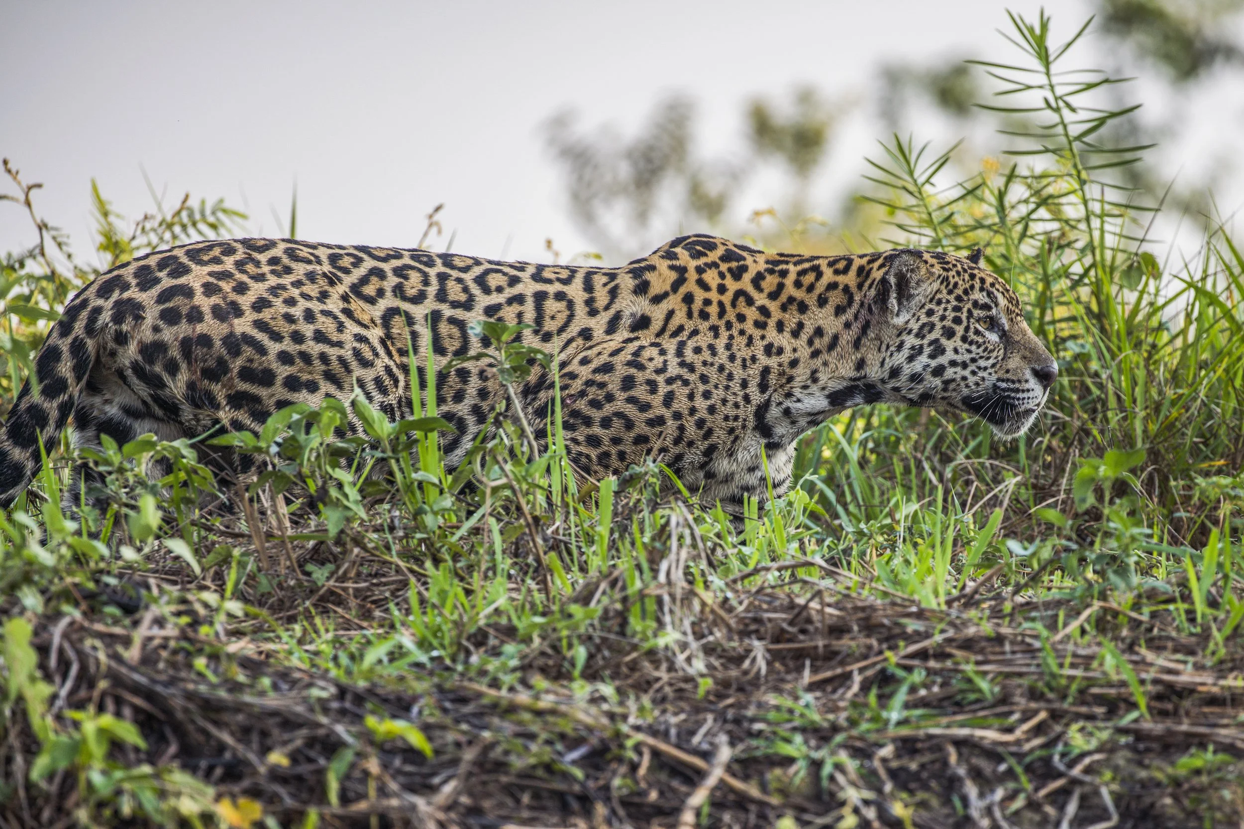 Jaguar, Brazil