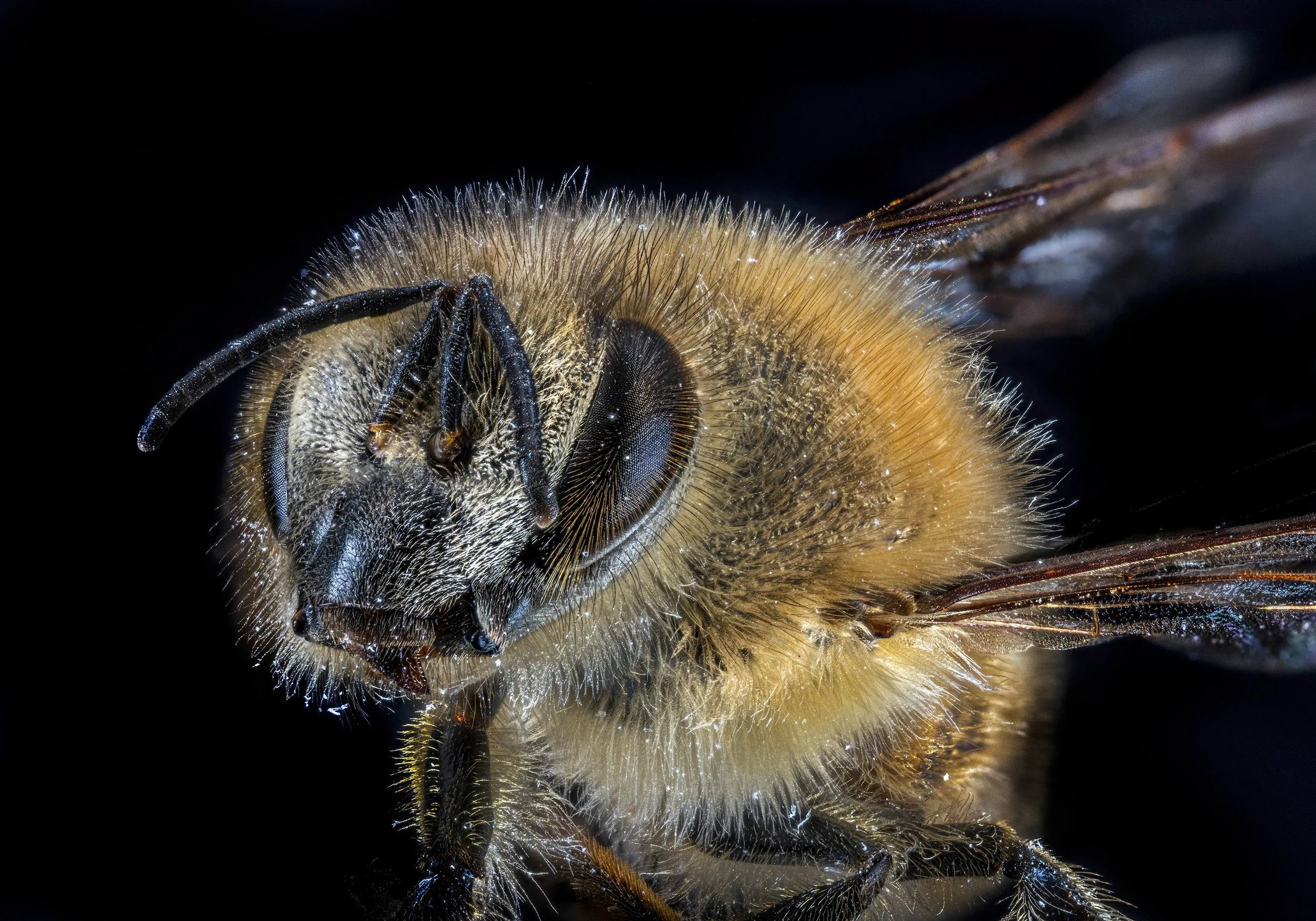 Honey_bee_2.jpg