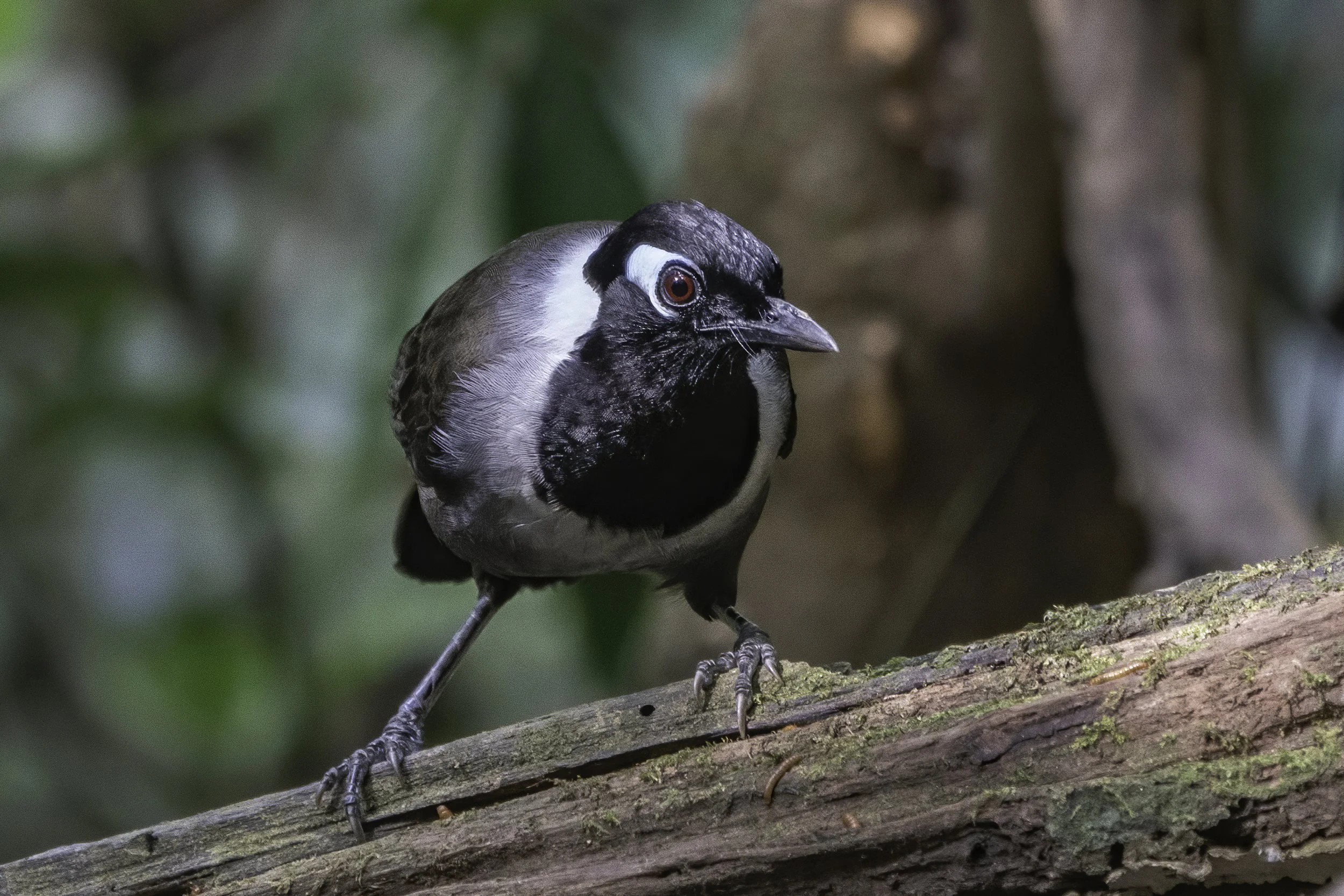 Black Hooded Laughingthrush