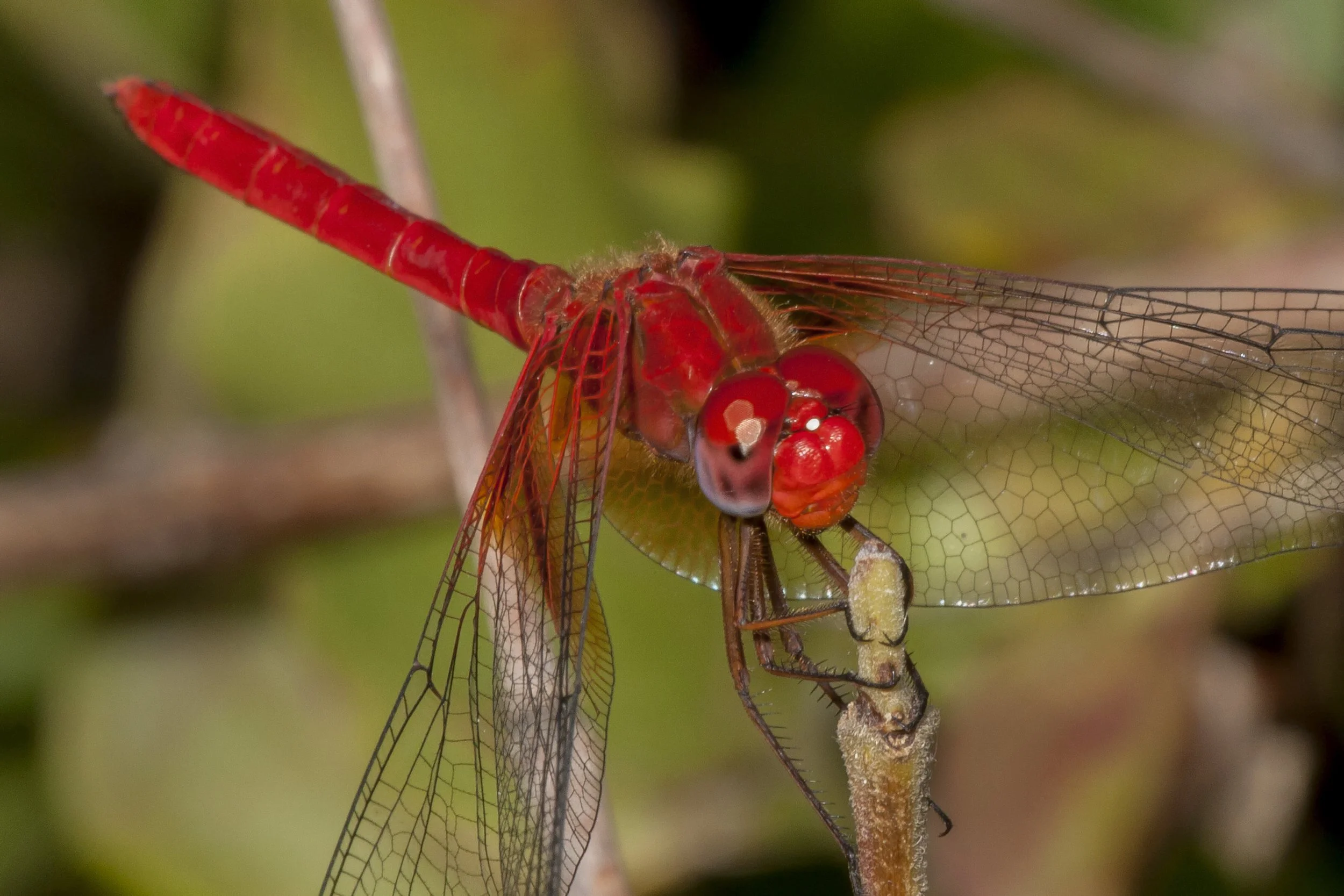 Mayan Setwing (Dythemis maya)_IMG_9251 (1).jpg