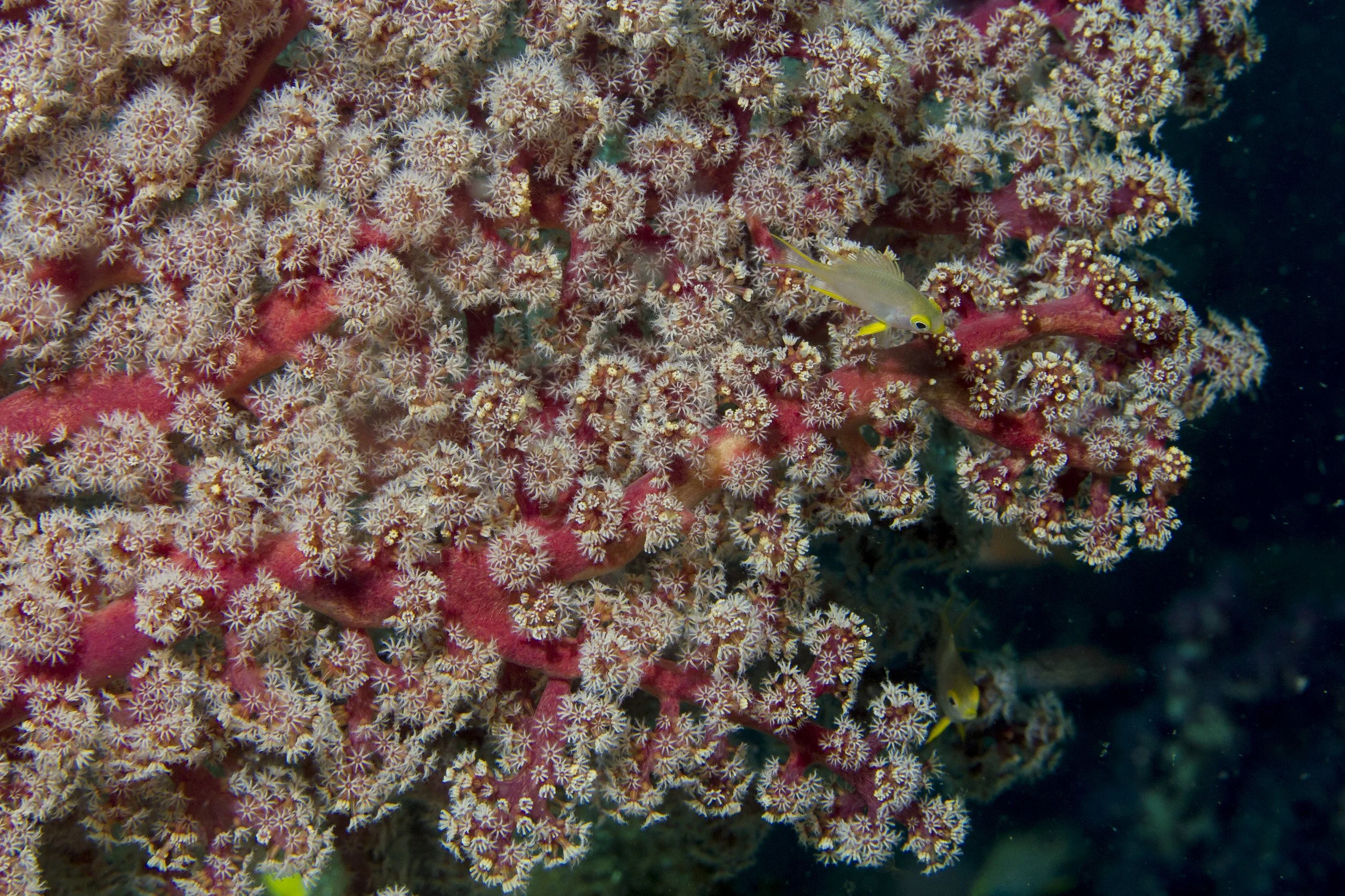Halmahera_IMG_0697.jpg