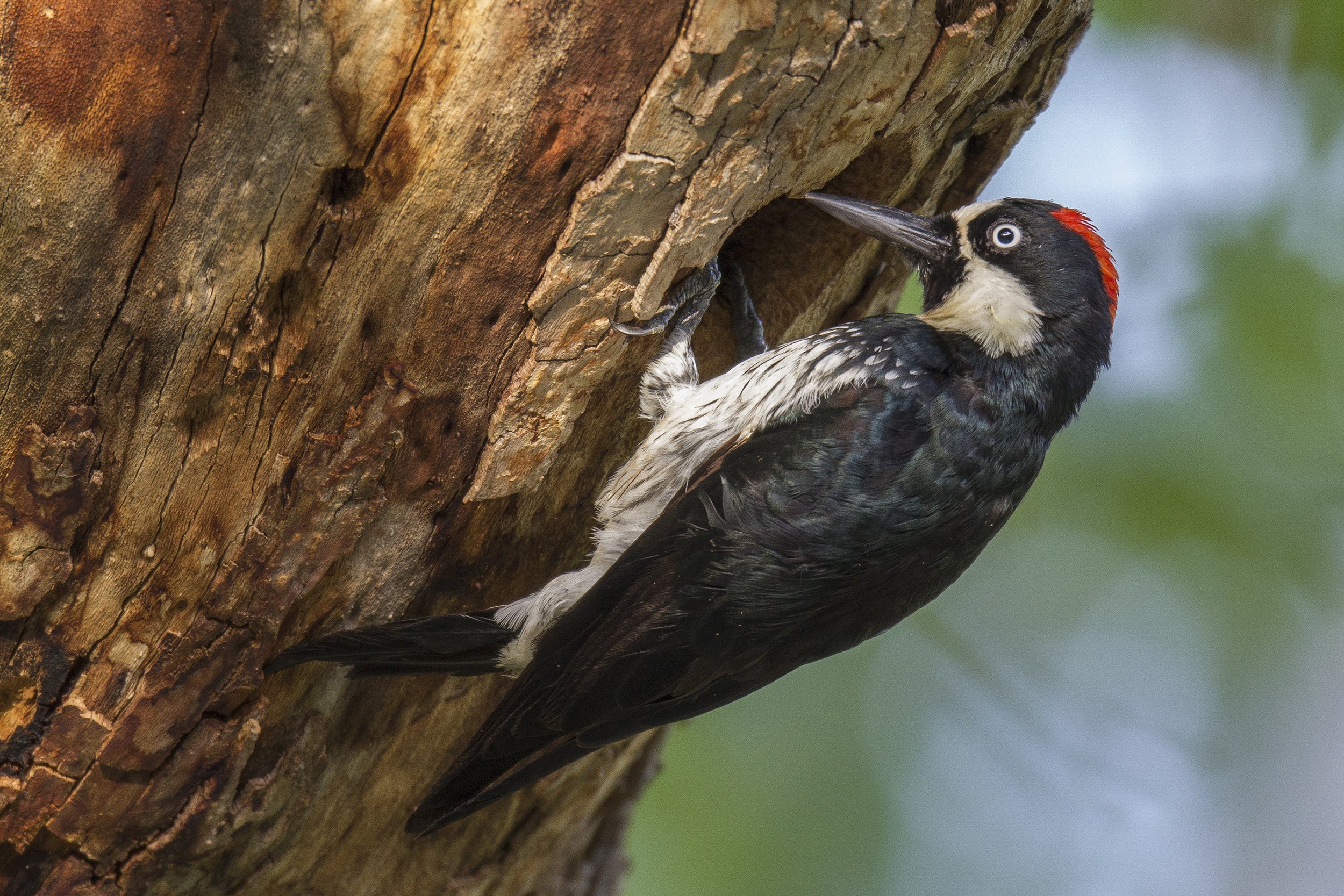 Acorn Woodpecker