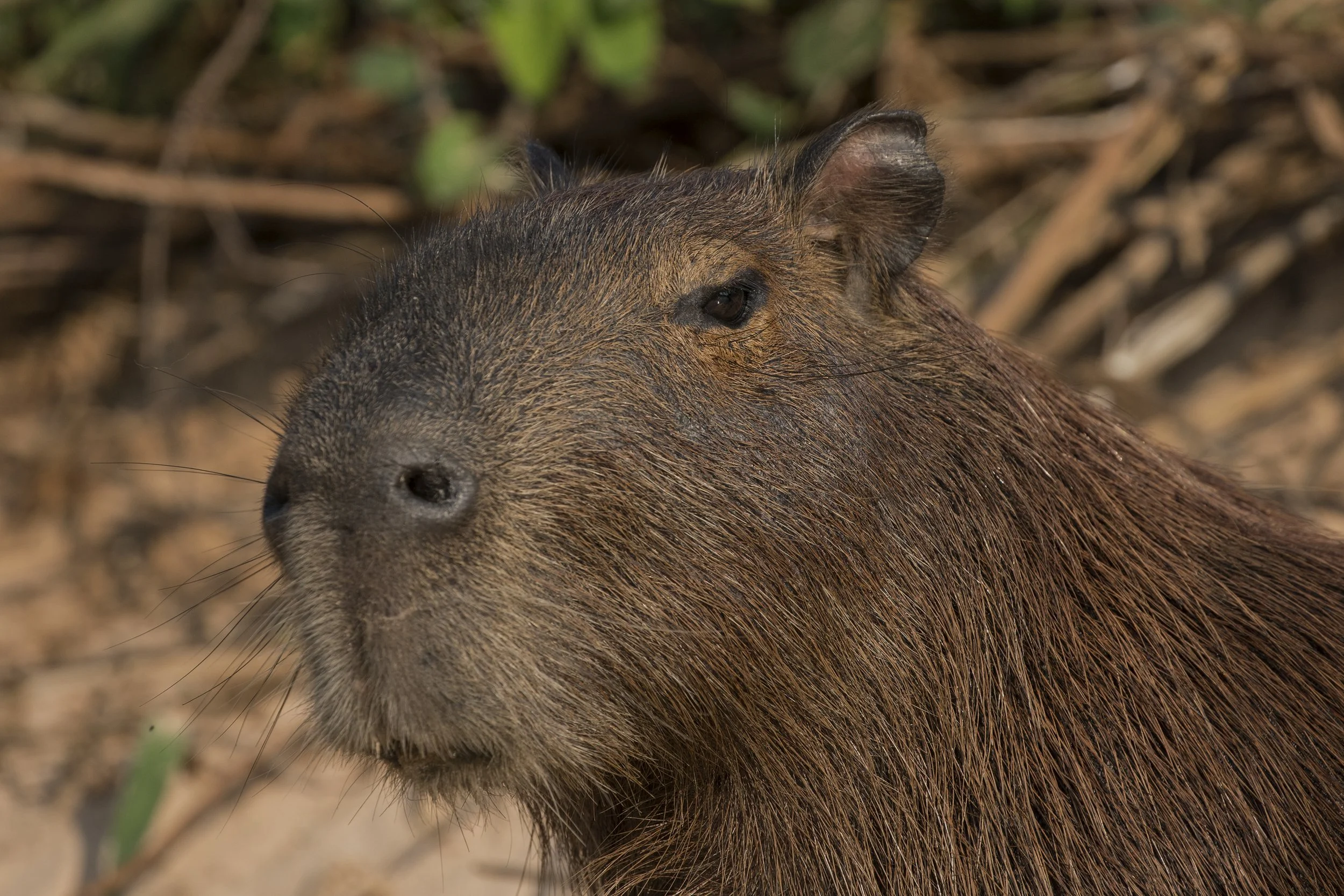 Capybara, Brazil