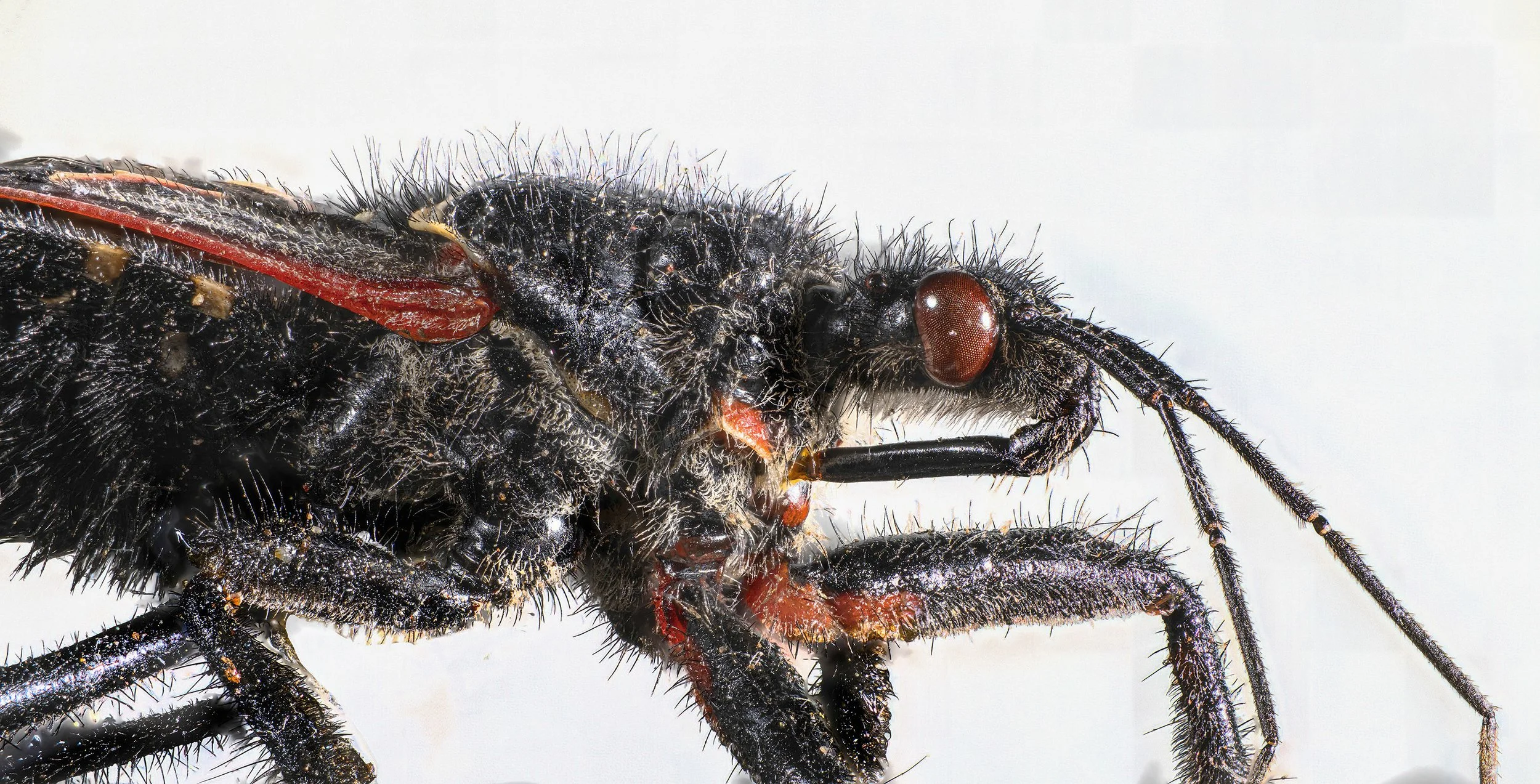 Assassin_Bug_1.jpg