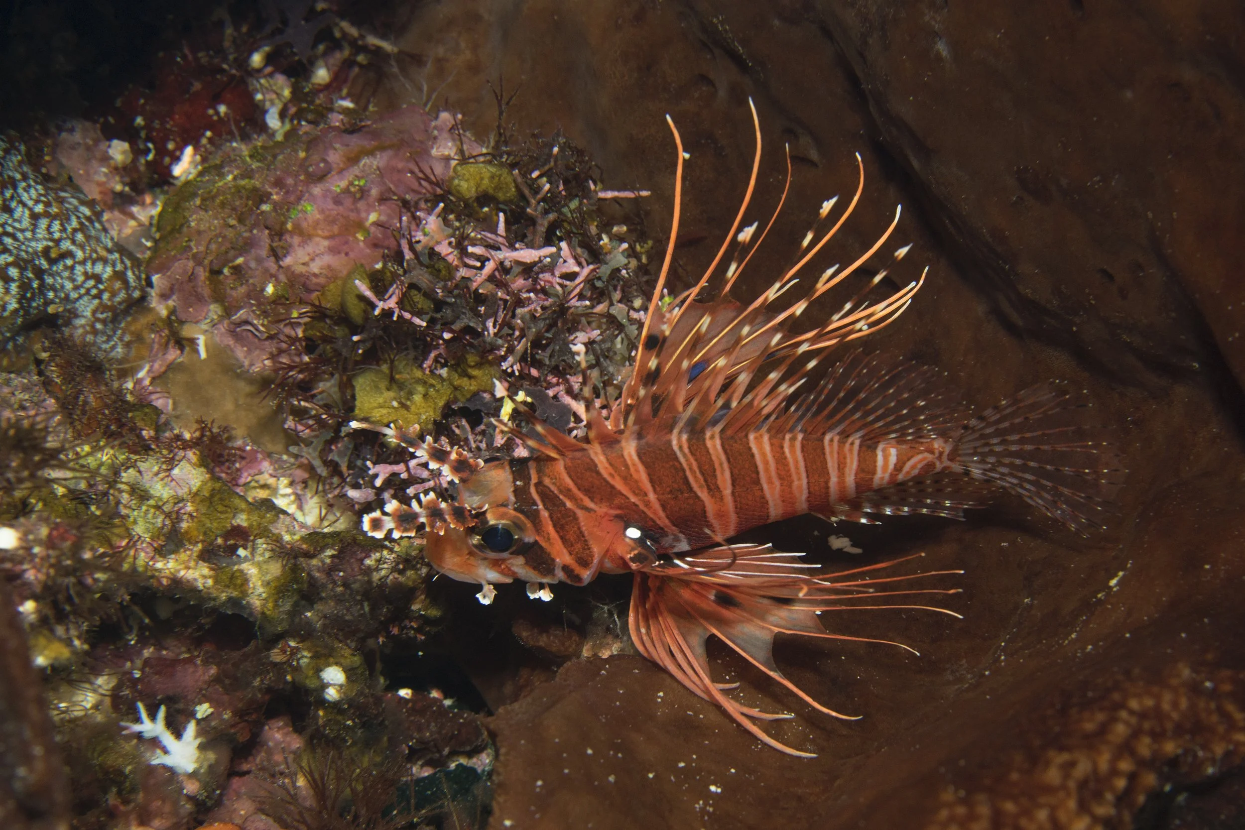 Komodo_DSC05340.jpg