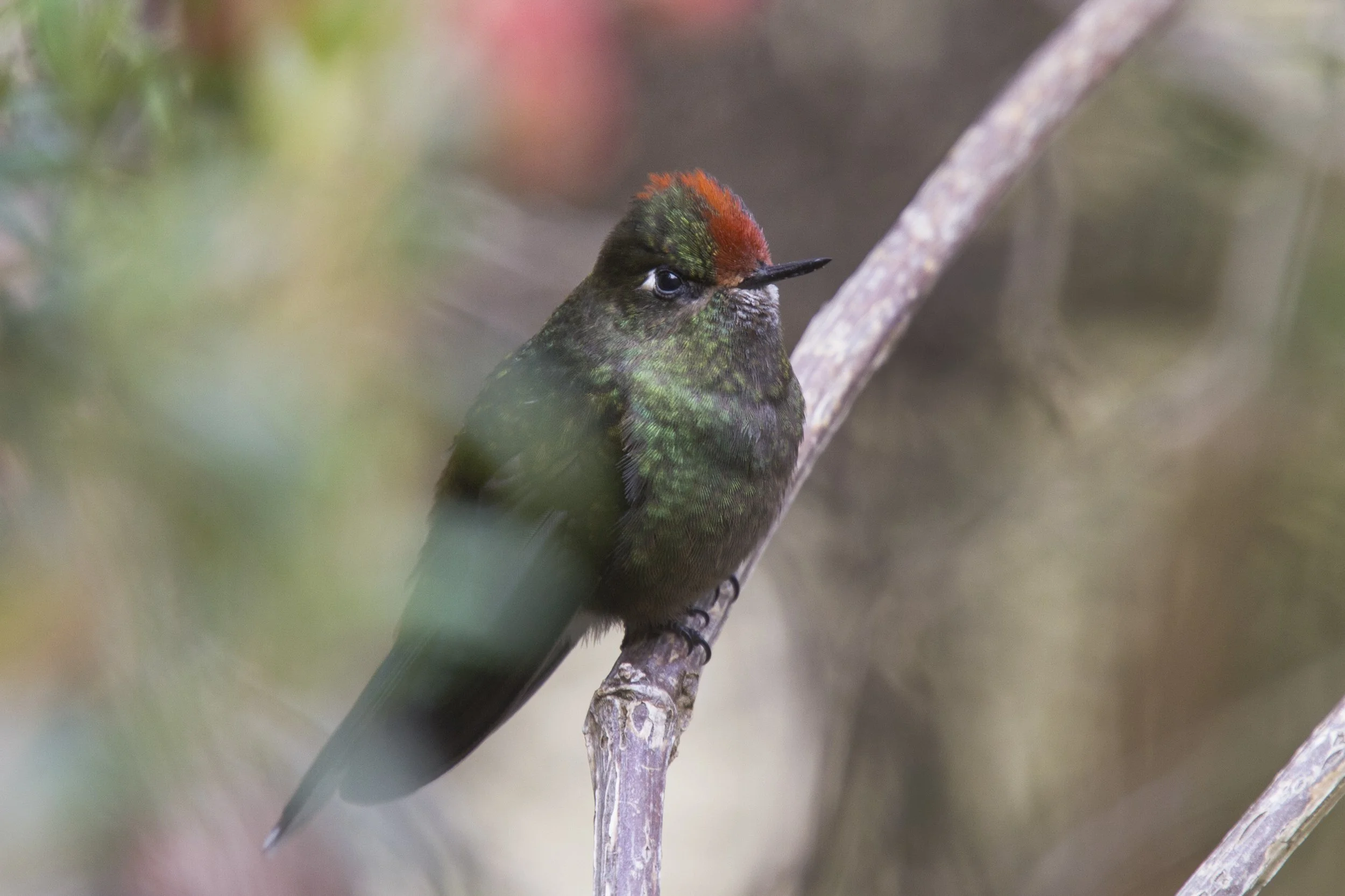Rainbow Bearded Thornbill