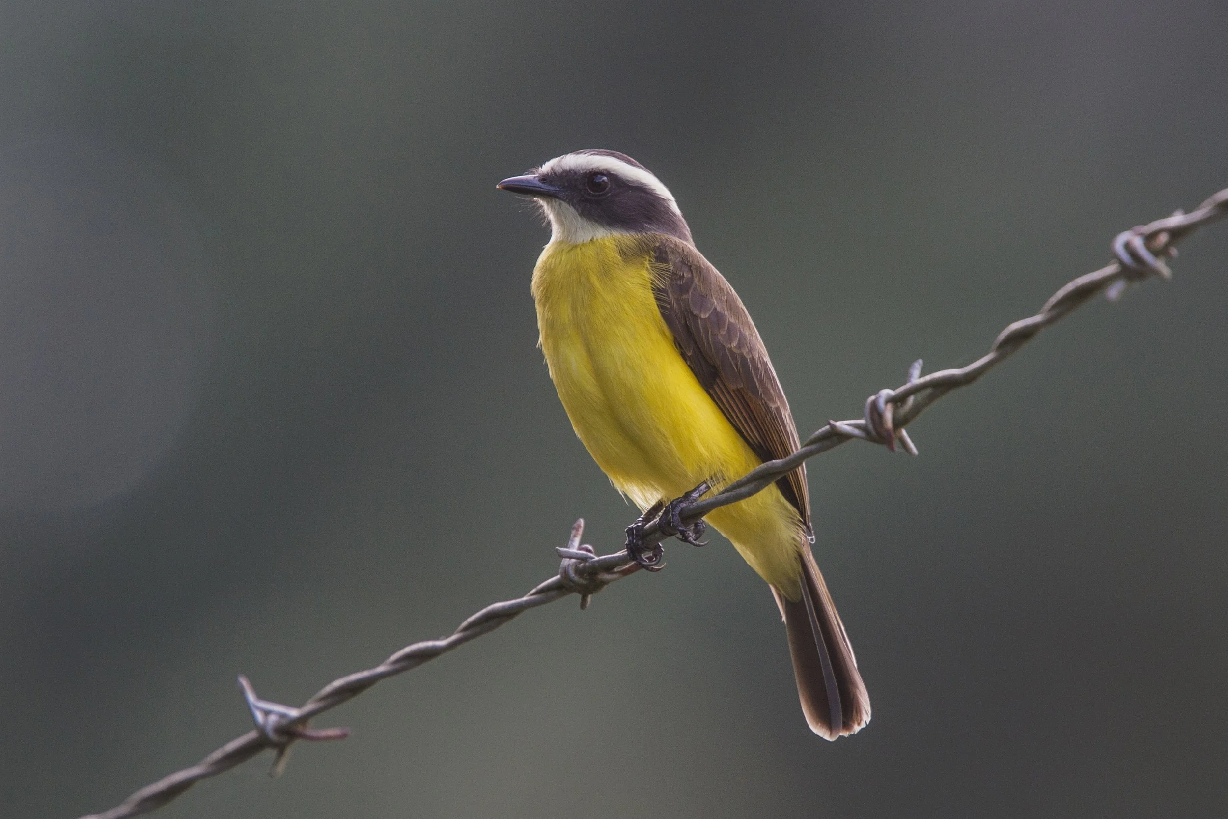 Rusty Margined Flycatcher