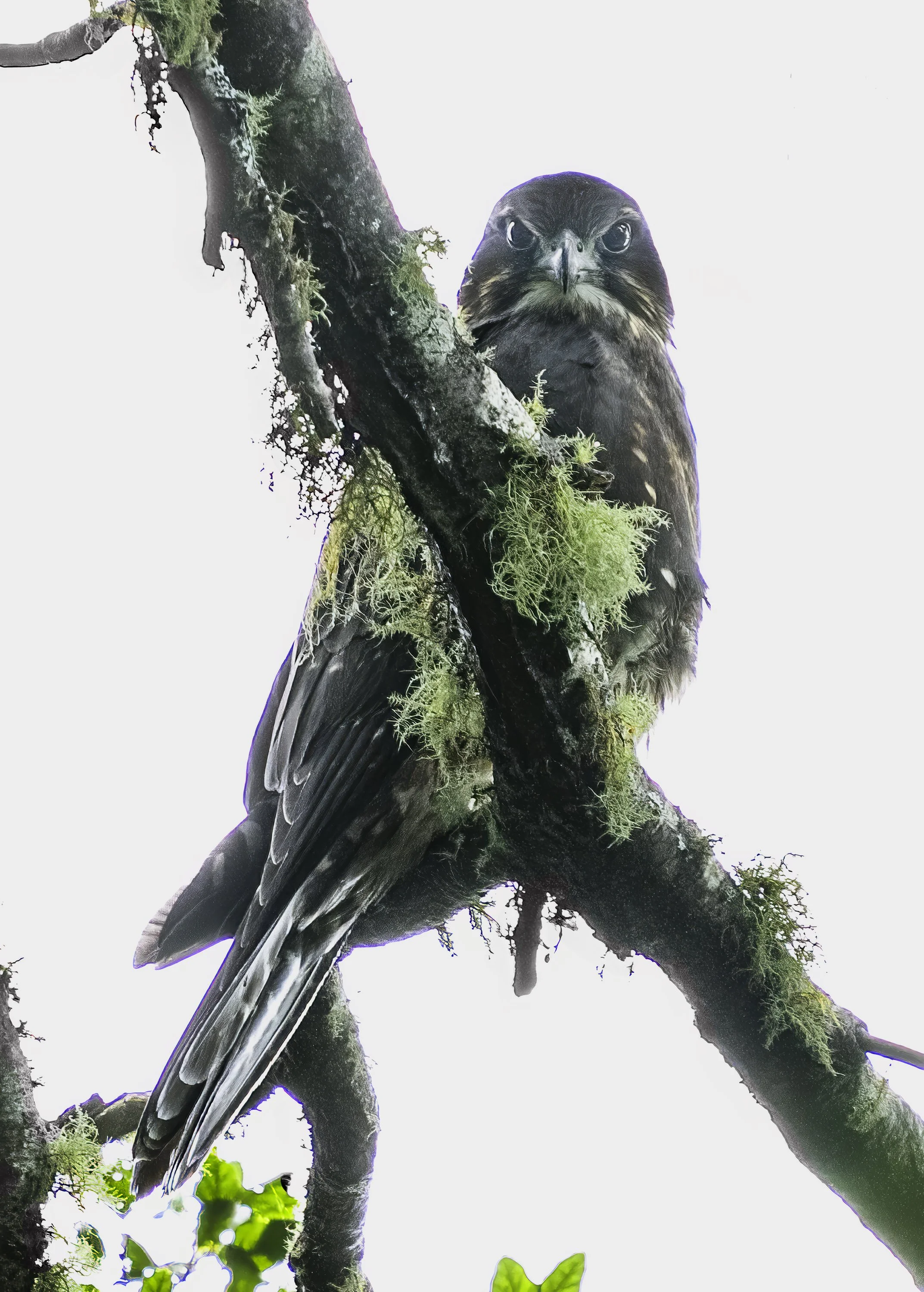 New Zealand Falcon
