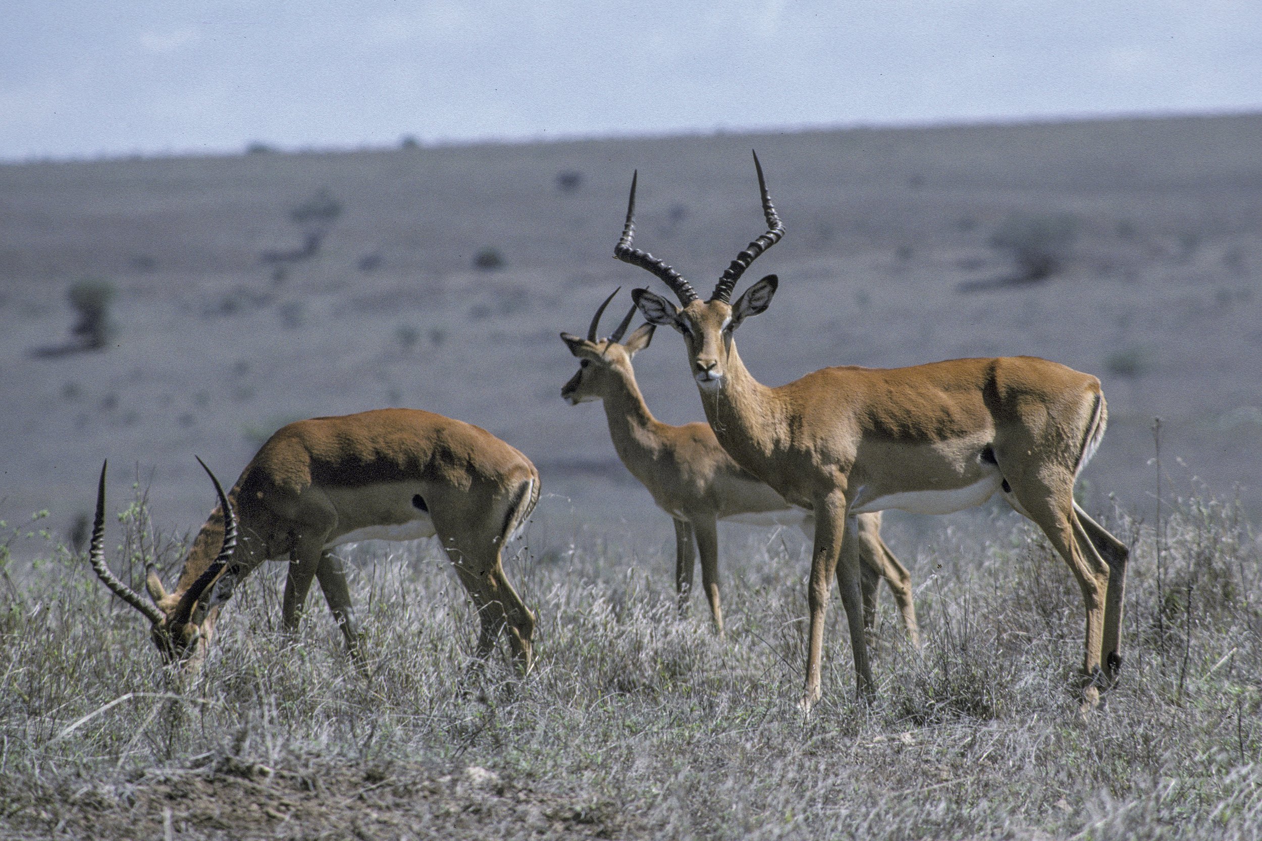 Impala