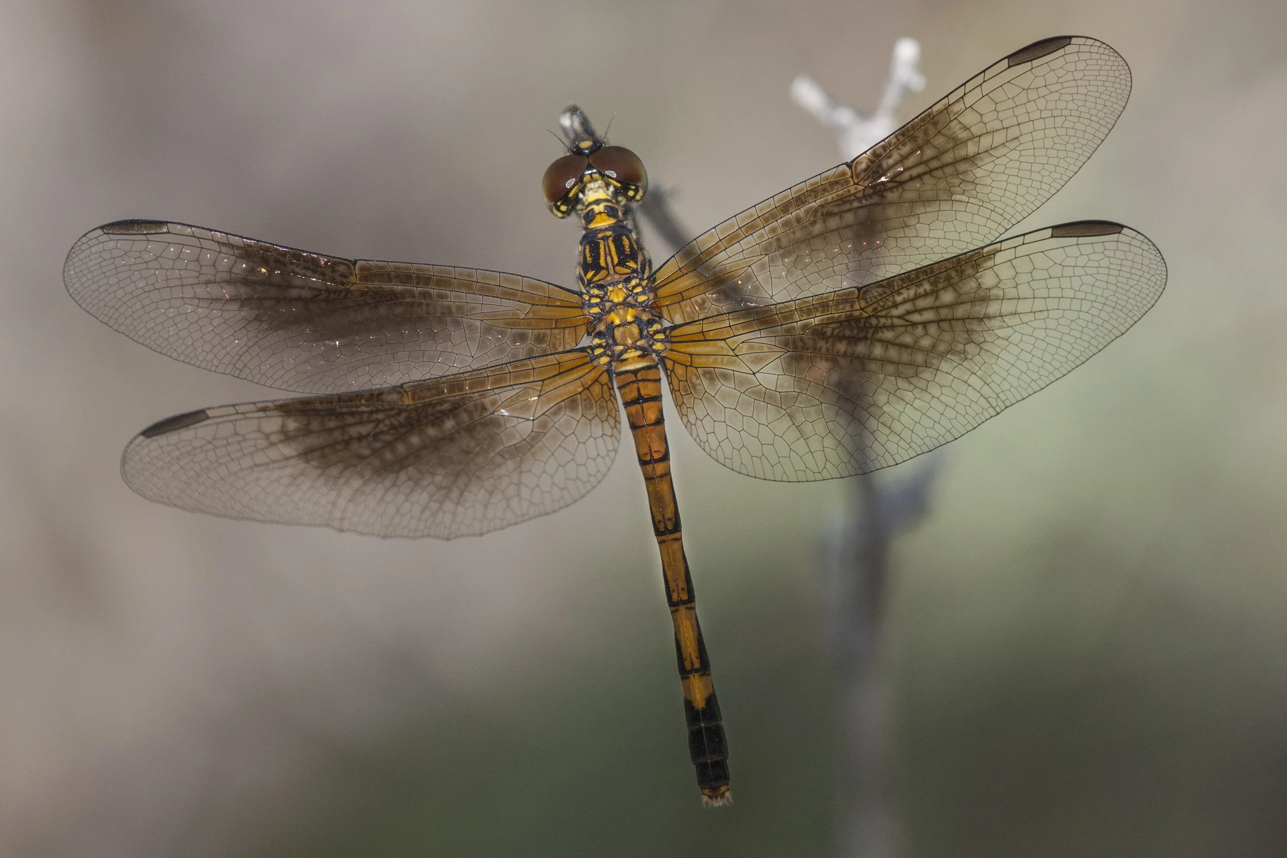 Seaside Dragonlet (Erythrodiplax berenice)_DS3_5088.jpg