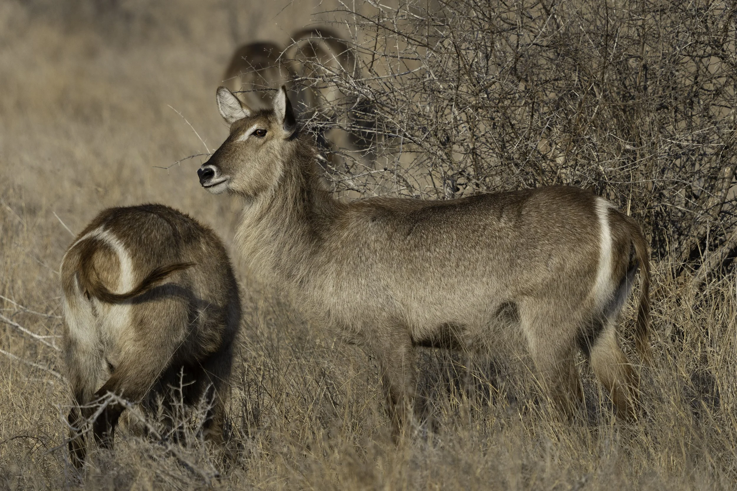 Waterbuck