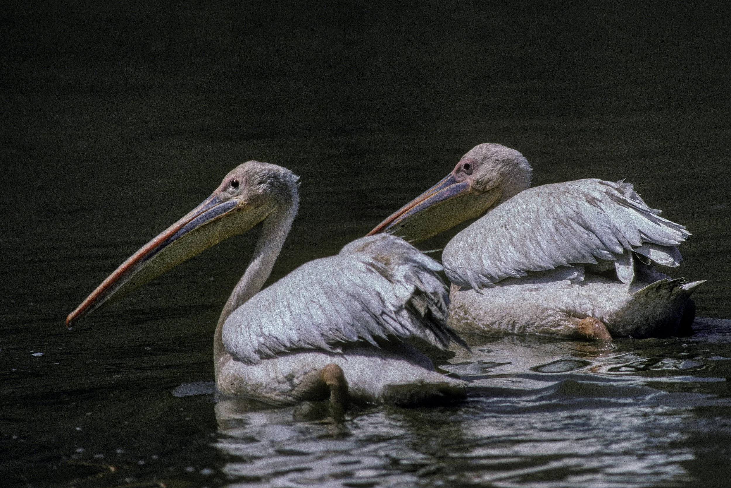 Great White Pelican