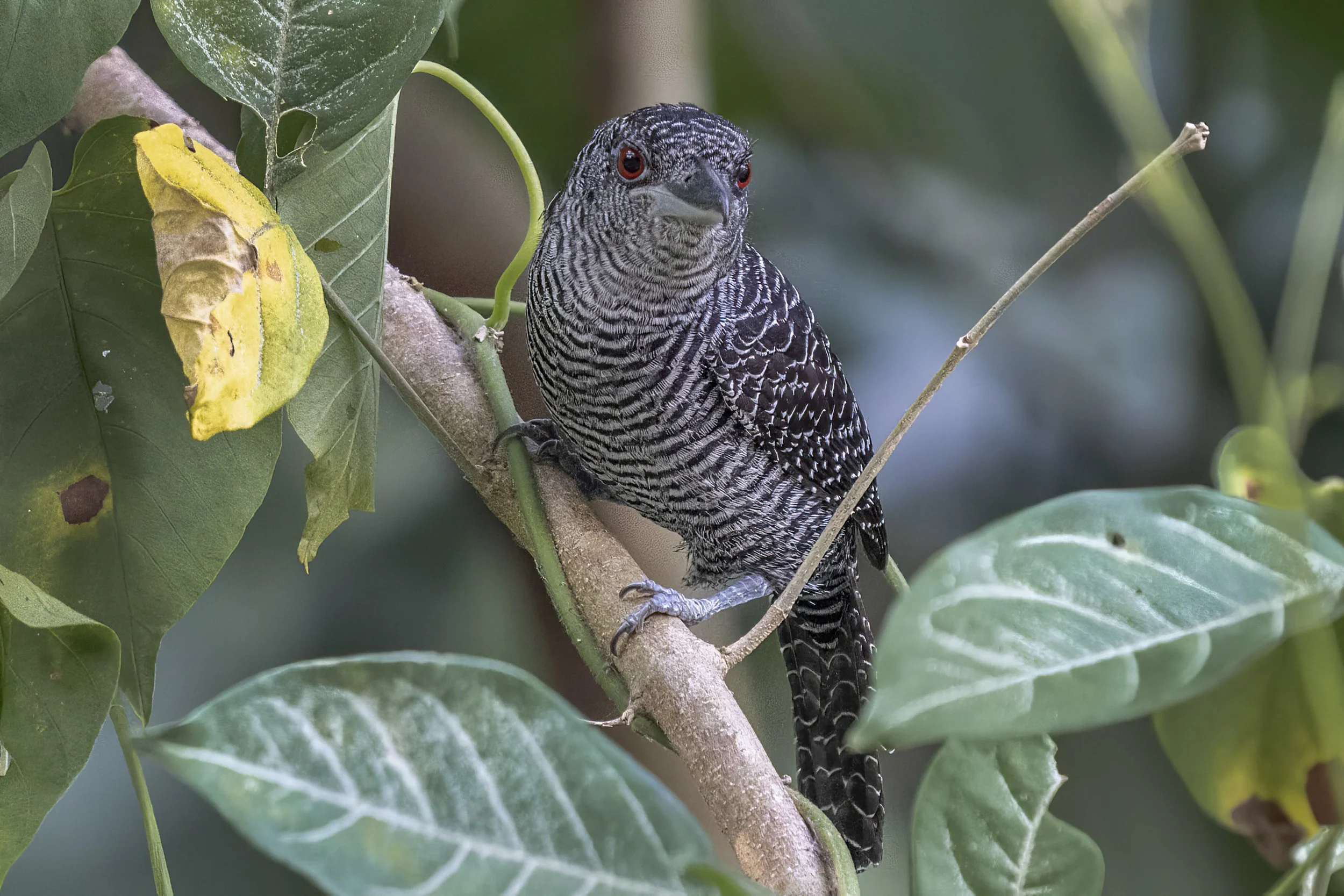  Fasciated Antshrike